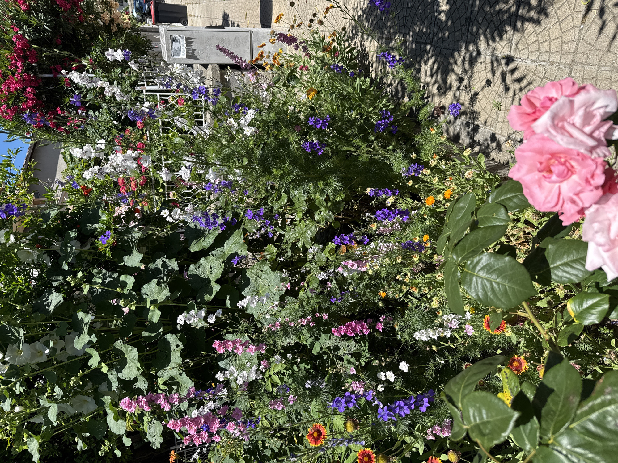 In the city of Sozopol, Bulgaria, a vibrant floral display lines a paved walkway. The foreground is dominated by lush green rose leaves and two soft pink rose blossoms, slightly out of focus. Behind them, a profusion of colorful flowers fills the frame, including tall spikes of pink and white delphiniums, clusters of small purple flowers, and cheerful orange and yellow blooms. A white metal fence separates the garden from a grey utility box on the right, which has some papers attached to it and a black trash bin nearby. The background shows a building and glimpses of other foliage. Sunlight casts dappled shadows on the patterned stone pavement, indicating it is daytime.