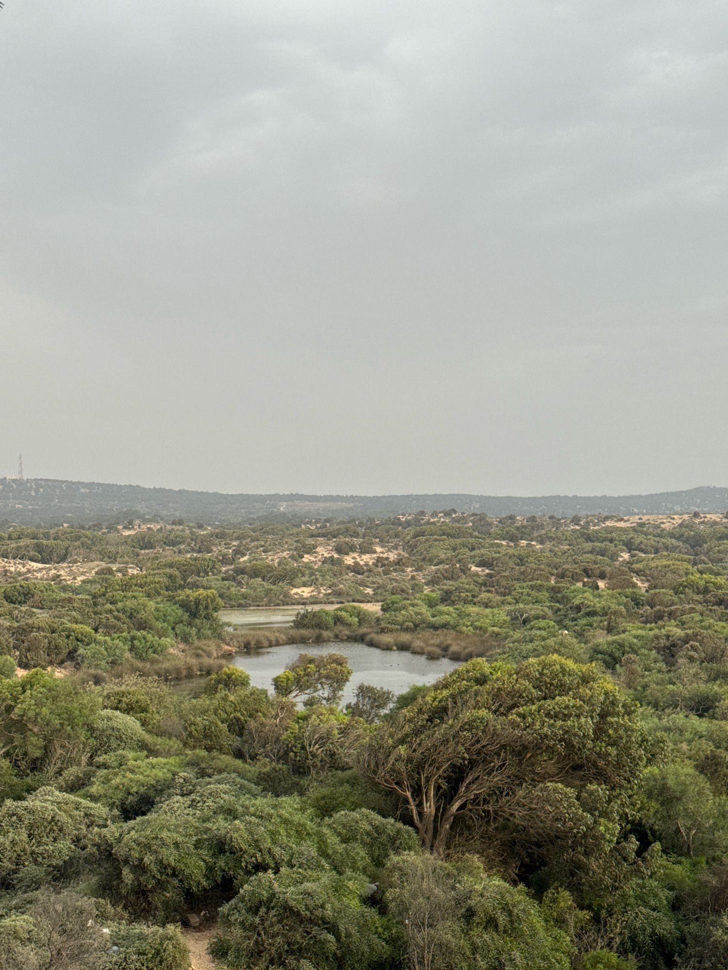 This image depicts a natural landscape with a body of water surrounded by dense vegetation. The scene appears to be a view from a slightly elevated position, looking out over a sprawling area of greenery. The sky is overcast with a muted gray hue.
In the foreground, there is a thick canopy of various green shrubs and trees, with some areas appearing bushier and more densely packed than others. The foliage is predominantly a medium to dark green, with some lighter green accents. A dirt path is visible in the lower left quadrant, leading into the undergrowth.
Further into the scene, a calm body of water is present, reflecting the muted tones of the sky. The water's edge is lined with reeds and smaller aquatic plants. Beyond the water, the landscape continues with rolling hills covered in more vegetation, creating a layered effect.
In the far distance, a hazy horizon is visible, with a subtle indication of hills or elevated terrain. A solitary, thin tower or mast-like structure is discernible against the sky on the left side of the distant horizon, appearing as a faint silhouette.
While the image captures a natural environment, its specific location within the city of Essaouira, Morocco, cannot be determined solely from the visual elements. The scene is serene and appears to be an undeveloped or protected natural area, possibly a nature reserve or a park on the outskirts of an urban center. There are no people, animals, or discernible human activities within the frame, suggesting a peaceful, untouched natural setting. The overall impression is one of natural tranquility under a cloudy sky.