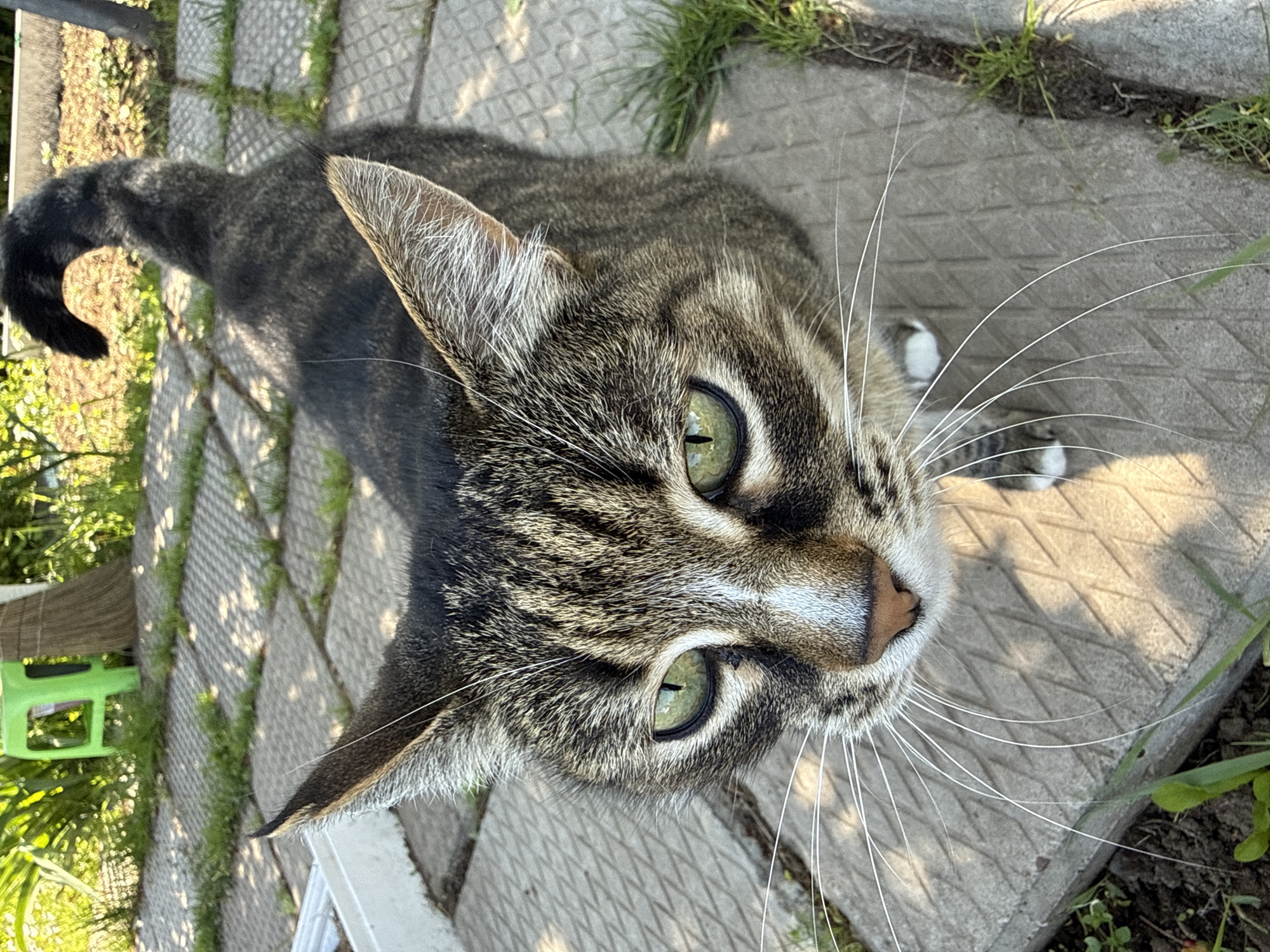 A tabby cat with green eyes and white whiskers is standing on a paved surface outdoors. The cat is facing the camera, and its tail is curved upwards. In the background, there is greenery, a green stool, and a broom. The scene appears to be a residential backyard. The image was taken in the city of Votkinsk, Russia.