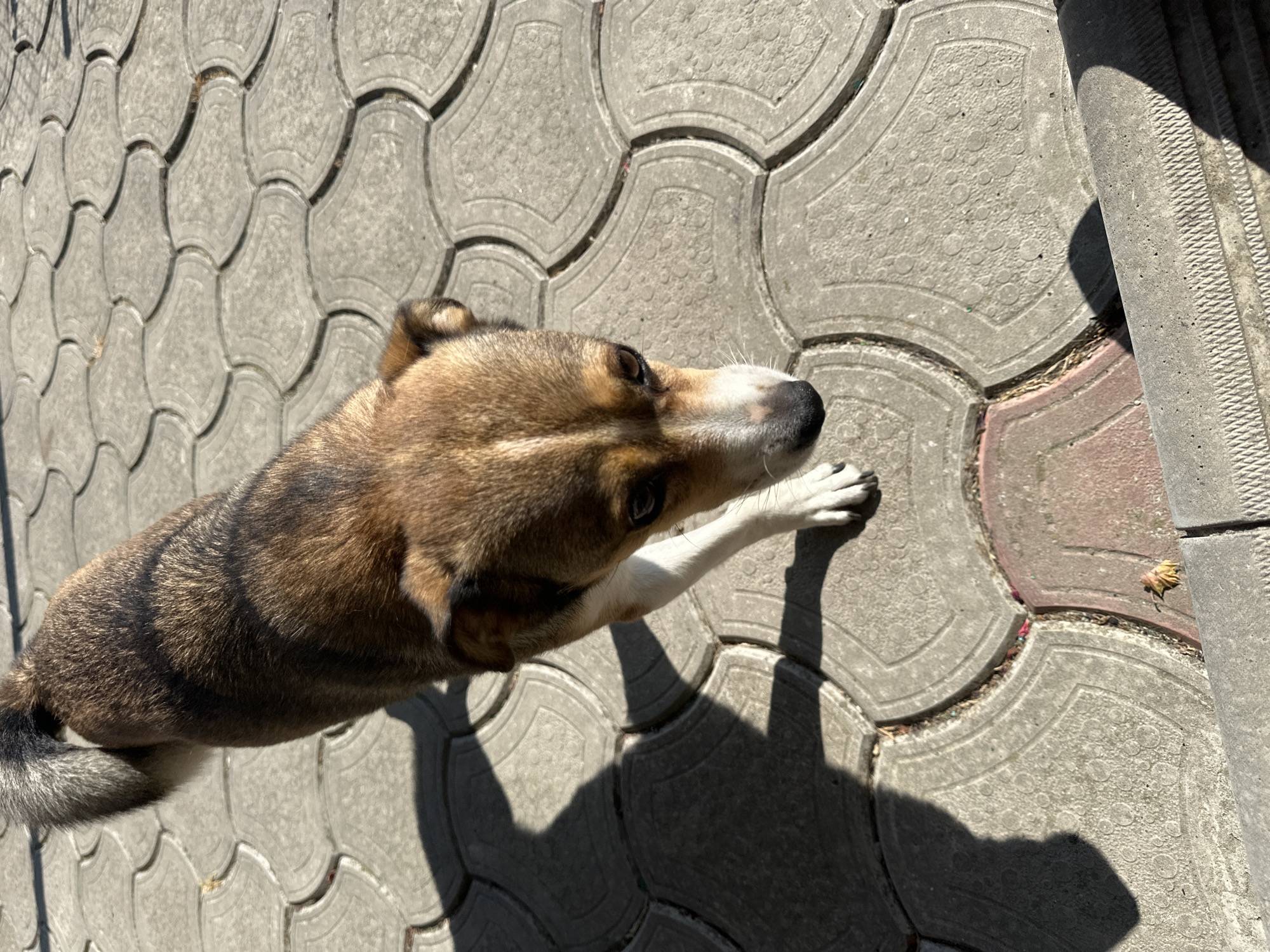 A medium-sized dog with brown and black fur walks on a sidewalk made of interlocking concrete pavers. The dog is facing downwards and to the right, with its head slightly tilted. Sunlight casts a strong shadow of the dog on the ground. The environment appears to be an outdoor urban setting.