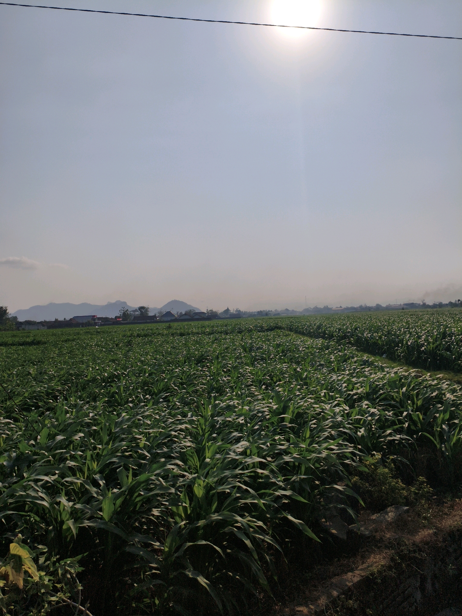 A panoramic, eye-level outdoor shot captures a vast, green cornfield stretching towards the horizon under a bright, hazy sky. The sun, positioned in the upper right quadrant, casts a gentle glow. A thin, dark power line bisects the sky horizontally. In the distance, a range of mountains forms a soft, blurred silhouette against the pale sky. The foreground is dominated by the dense, lush foliage of the corn plants, with a narrow, dirt path winding through the field. The environment appears rural, with a few scattered buildings visible in the mid-ground, suggesting a village or small town. The lighting suggests it is daytime, likely morning or late afternoon, with soft shadows cast by the sun. No people are visible in the image.