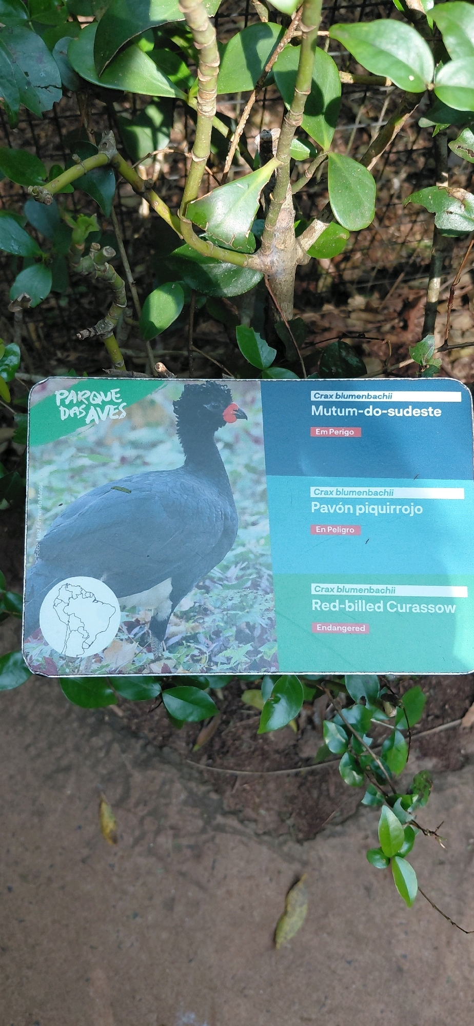 The image shows a sign about birds at the Parque das Aves in Foz do Iguaçu, Brazil. The sign features a photograph of a black bird with a red wattle and crest, identified as "Mutum-do-sudeste" and "Red-billed Curassow". The sign also provides scientific names and conservation status. The background consists of greenery and the ground appears to be a dirt path.