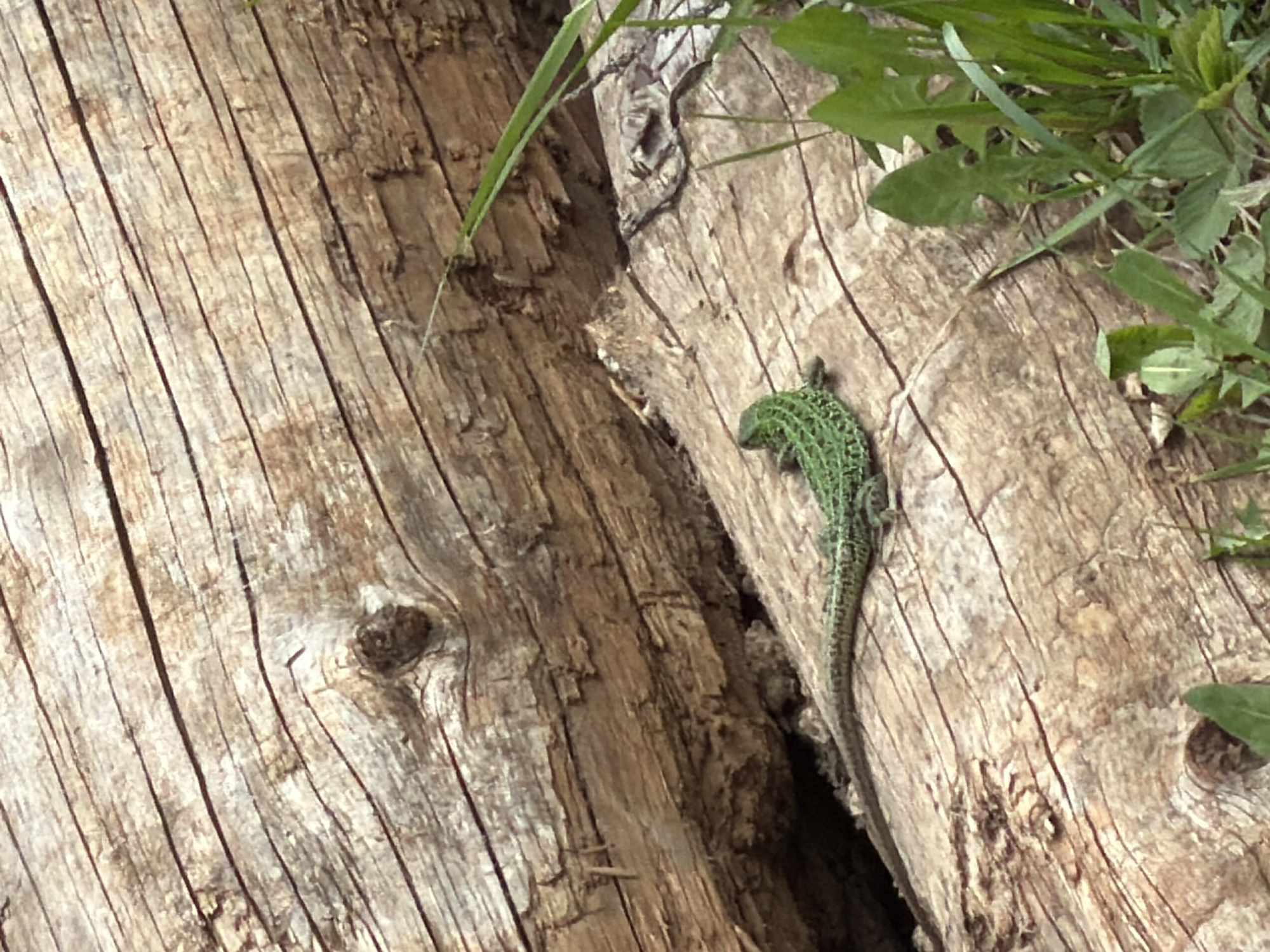 A green lizard clings to the bark of a tree. The location is unidentified but could be Прикамский, Russia. The tree bark has deep vertical grooves and is light brown. Green plants grow at the edge of the tree bark. The lizard is green with dark markings on its back.
