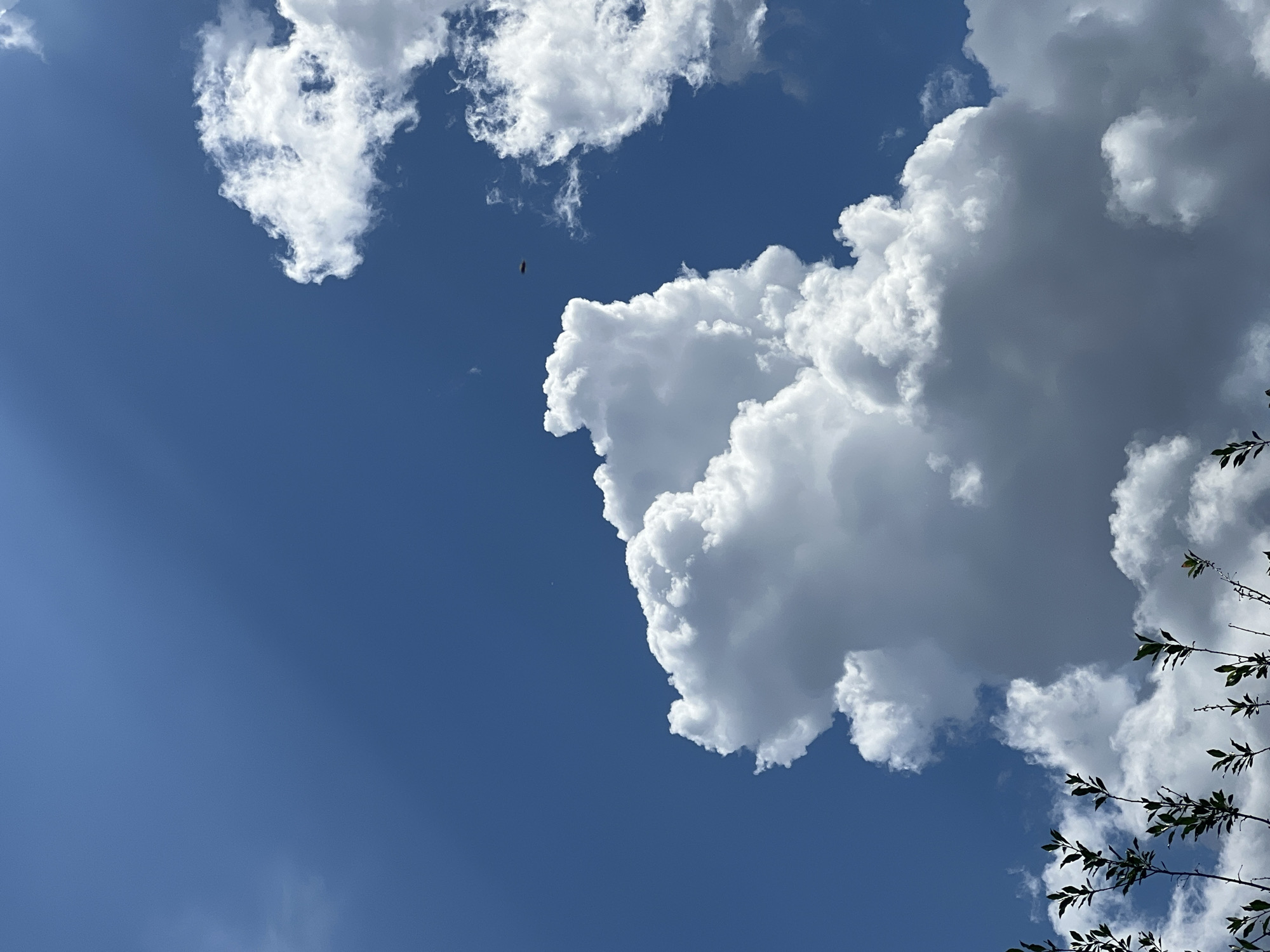 The image shows a bright blue sky with several large, fluffy white clouds. In the center of the frame, a very large cumulus cloud dominates, with its top reaching high into the sky. To the right, a smaller cluster of white clouds is visible. In the upper right quadrant of the sky, there is a small, dark, elongated object, possibly a drone or a bird in flight. In the lower left corner of the image, the dark silhouettes of tree branches with green leaves are visible against the sky. The scene depicts an outdoor environment, likely during daytime, with a clear sky apart from the clouds. There are no people or specific structures of the city of Mochishche, Russia, visible in this image.