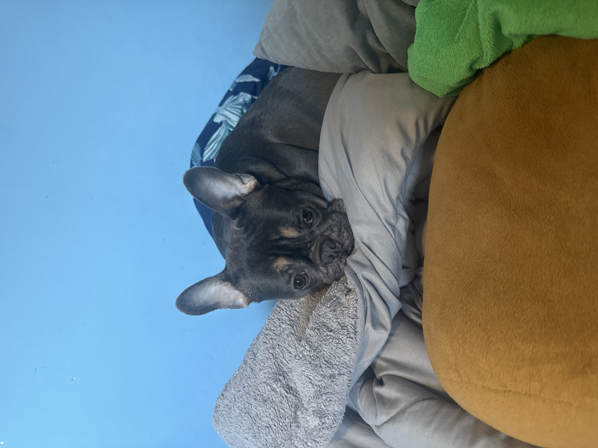 A blue-fawn French Bulldog is depicted resting on light grey bedding indoors in Burgas, Bulgaria. The dog's head, featuring large dark eyes and upright ears, lies on a pillow, facing forward. A textured, light grey blanket or towel is crumpled to the dog's left. Behind the dog, a dark blue fabric with a light blue and white botanical pattern is visible. The background consists of a solid light blue wall. In the lower foreground, a large, rounded object covered in mustard yellow plush material occupies the center-left, with a crumpled bright green plush item positioned to its right.