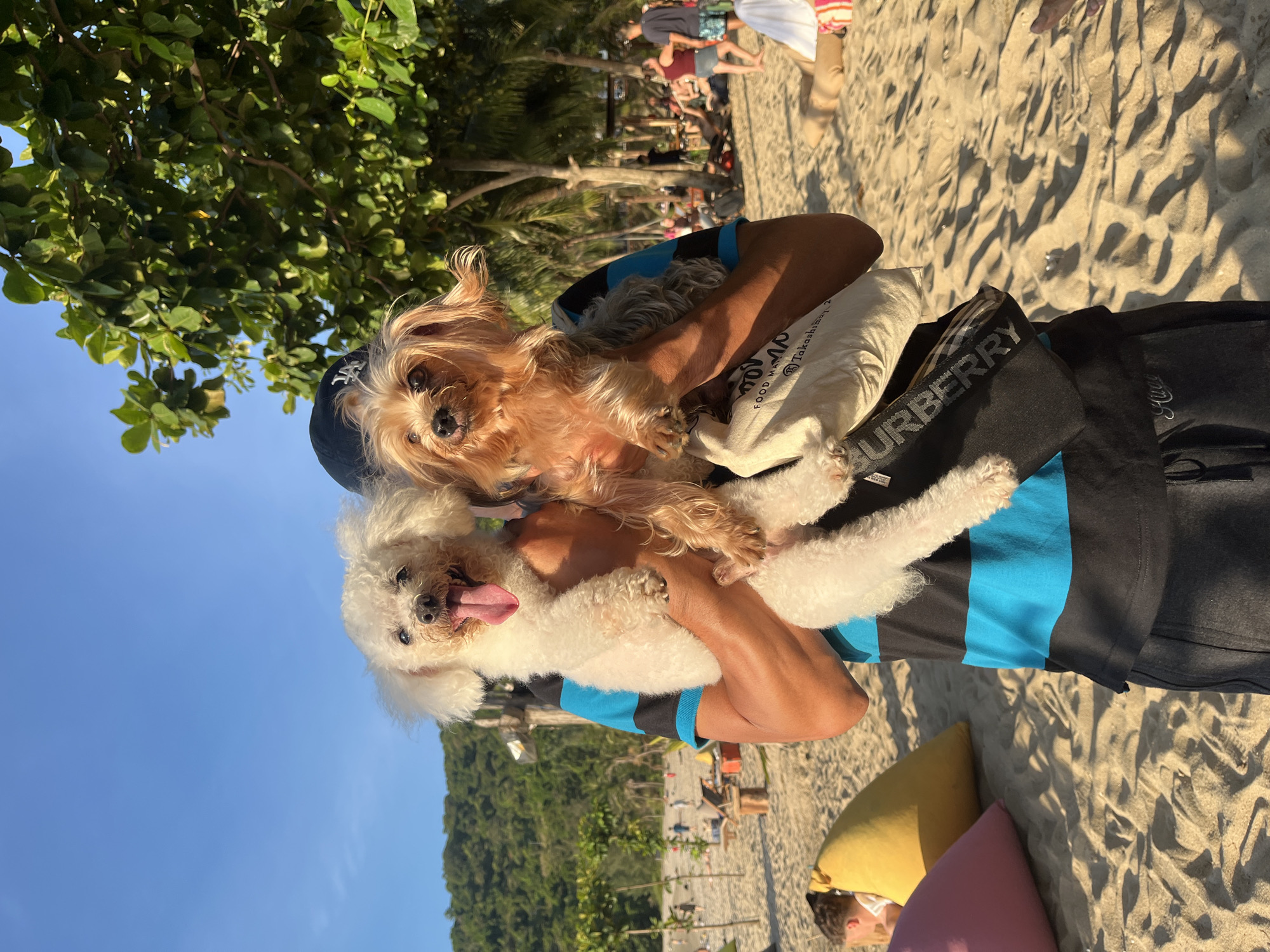 This vibrant image captures a person holding two small dogs on a sun-drenched beach in Đà Nẵng, Vietnam. The individual is wearing a dark blue baseball cap with a white embroidered logo, and a blue and black striped short-sleeved shirt over a lighter-colored garment. They are holding a light brown, long-haired dog, possibly a Yorkshire Terrier, and a fluffy white dog, likely a Poodle or Bichon Frise, whose tongue is playfully sticking out. Both dogs are looking towards the camera.
The setting is a sandy beach, illuminated by low-angle sunlight creating distinct shadows, suggesting either early morning or late afternoon. Green foliage, including trees, frames the upper left corner of the image and lines the distant shoreline. In the background, other people can be seen relaxing on the beach, and verdant mountains or hills rise under a clear blue sky.
Visible text includes "BURBERRY" on a dark strap or bag element. On the lighter shirt or bag underneath, partial text such as "Takashima...", "FOOD MAR...", and "Always" can be deciphered. The overall atmosphere is one of leisure and enjoyment by the sea with pets.