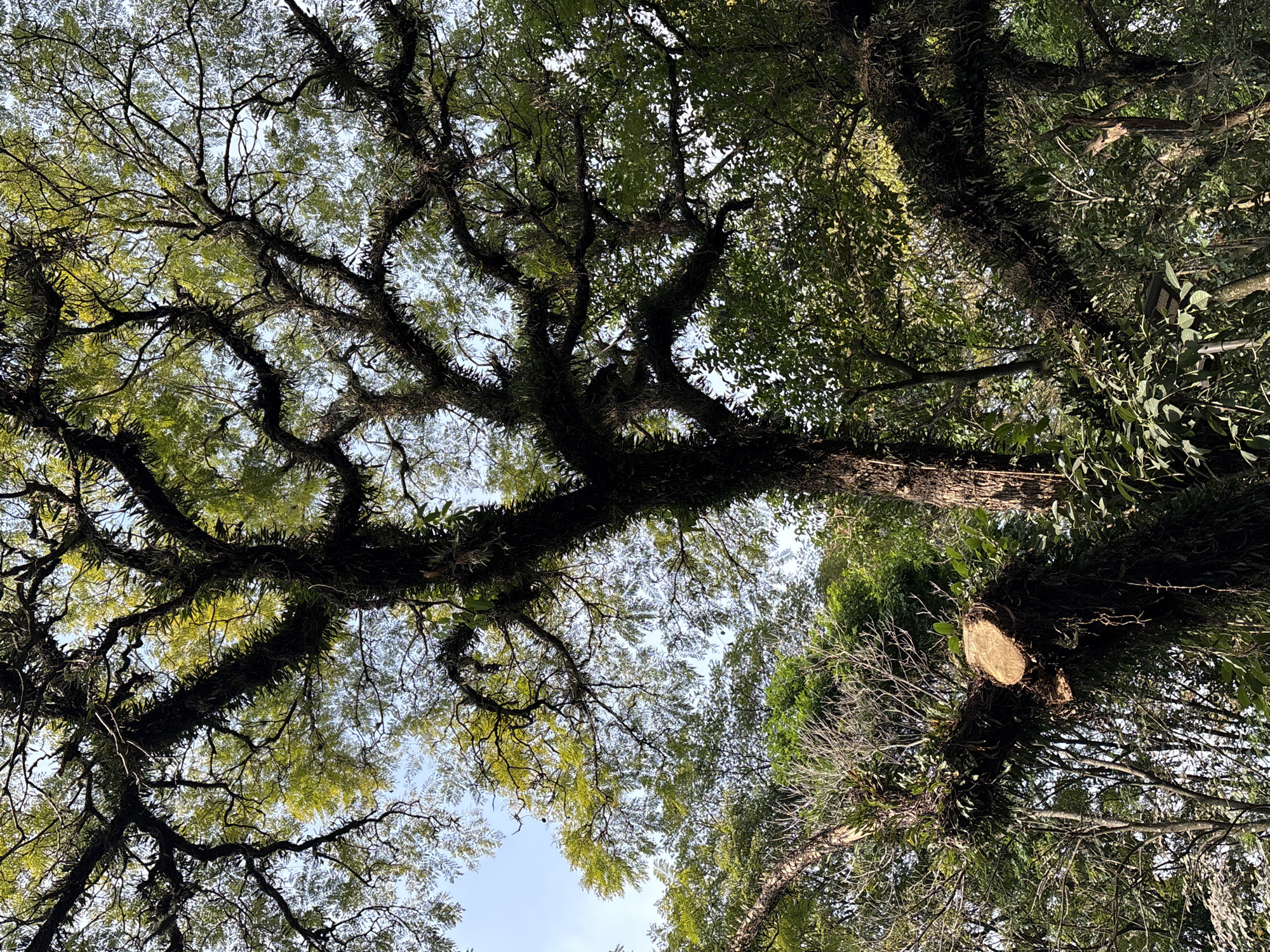 The image is a low-angle shot looking up into the canopy of a large tree covered in epiphytes, such as ferns and moss. The tree has thick, gnarled branches and a prominent cut on one of its large limbs, revealing fresh wood. The sky is visible through the sparse green foliage, suggesting it is daytime. The surrounding environment appears to be a dense forest or a park with other trees and vegetation. The overall impression is one of a mature, wild natural setting within an urban context. Without further information, it is impossible to determine the specific location in São Paulo, Brazil.