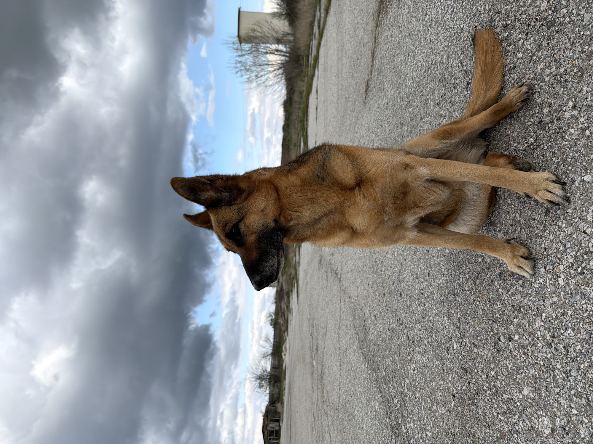 A German Shepherd dog is lying on an asphalt surface with a partly cloudy sky in the background. The dog has a black nose and muzzle. There is a building or structure visible in the background. The picture was taken in Chirpan, Bulgaria.