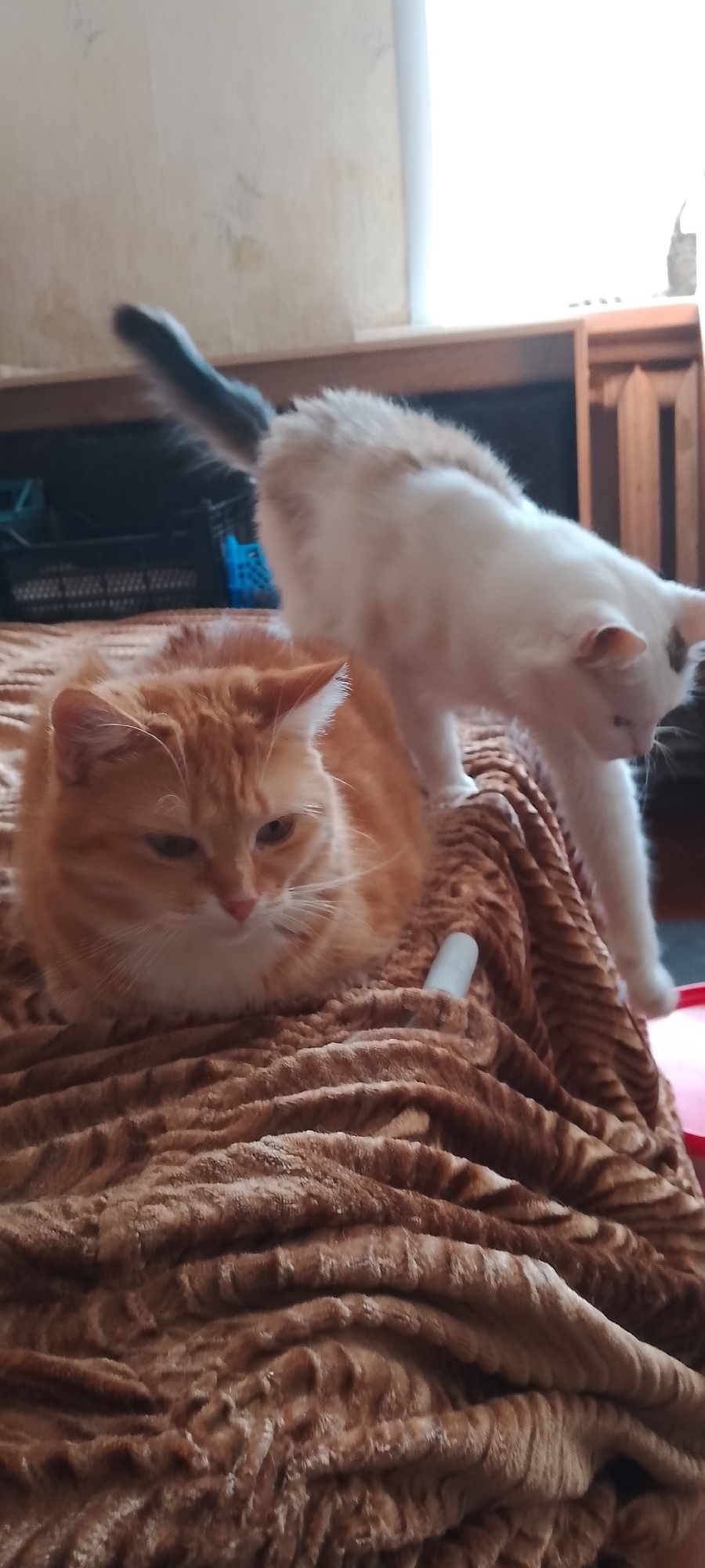 Two cats are on a blanket indoors. One cat, a ginger tabby, is lying down in the foreground, looking to the left. Another cat, white with some tan markings, is standing on the blanket behind the ginger cat, arching its back as it looks down. The blanket is brown with a patterned texture. The background includes a wooden shelf and a wall with wallpaper. The scene appears to be a domestic setting.