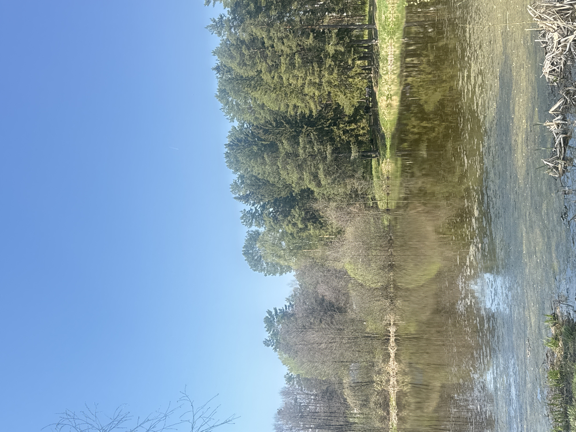 The image depicts a body of water reflecting trees and sky. The water is murky with aquatic vegetation visible along the right edge. The treeline along the water's edge consists of a mix of deciduous and evergreen trees. The sky is clear and blue with a faint contrail. The photograph appears to be taken at ground level. It is not possible to definitively confirm the location as Chaikovsky, Russia, without additional contextual information.