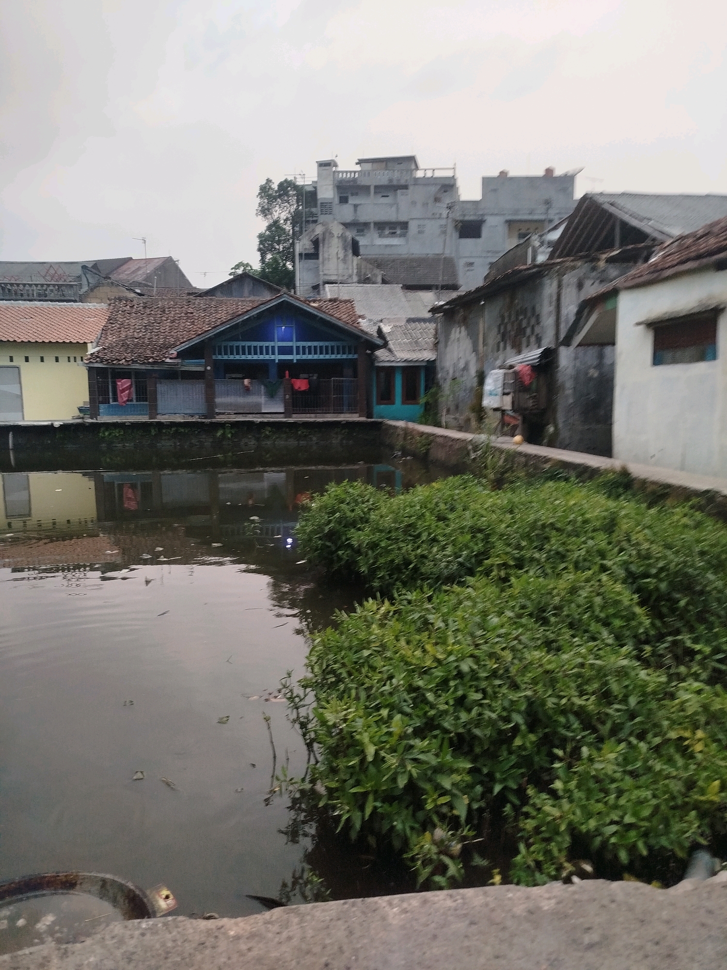 This image depicts a waterfront scene in Cicurug, Indonesia, likely an urban or semi-urban area. In the foreground, a body of dark, still water occupies the left and central portions of the frame. The water reflects some of the surrounding structures and foliage. Along the edge of the water, a dense mass of green, leafy vegetation is prominent, particularly on the right side. A concrete embankment or walkway runs along the edge of the water, separating it from the buildings.
Behind the vegetation and walkway, a row of buildings is visible. The most prominent structure in the mid-ground is a house with a dark blue, open-air veranda. It has a dark tiled roof and is raised on stilts or a foundation above the water level. Red fabric, possibly laundry, is hanging on the railing of the veranda. To the left of this blue house, a lighter colored building with a yellow facade and a tiled roof is partially visible.
Further back, a more densely built-up area with a mix of architectural styles is apparent. These include older, weathered structures with corrugated metal roofs and a larger, multi-story concrete building in the background, possibly an apartment complex or an older commercial building. The sky is overcast, suggesting a cloudy or hazy day. There are no people clearly visible in the image, and the scene appears quiet and still. The overall impression is of a residential area adjacent to a waterway, with a contrast between traditional and more modern construction.
