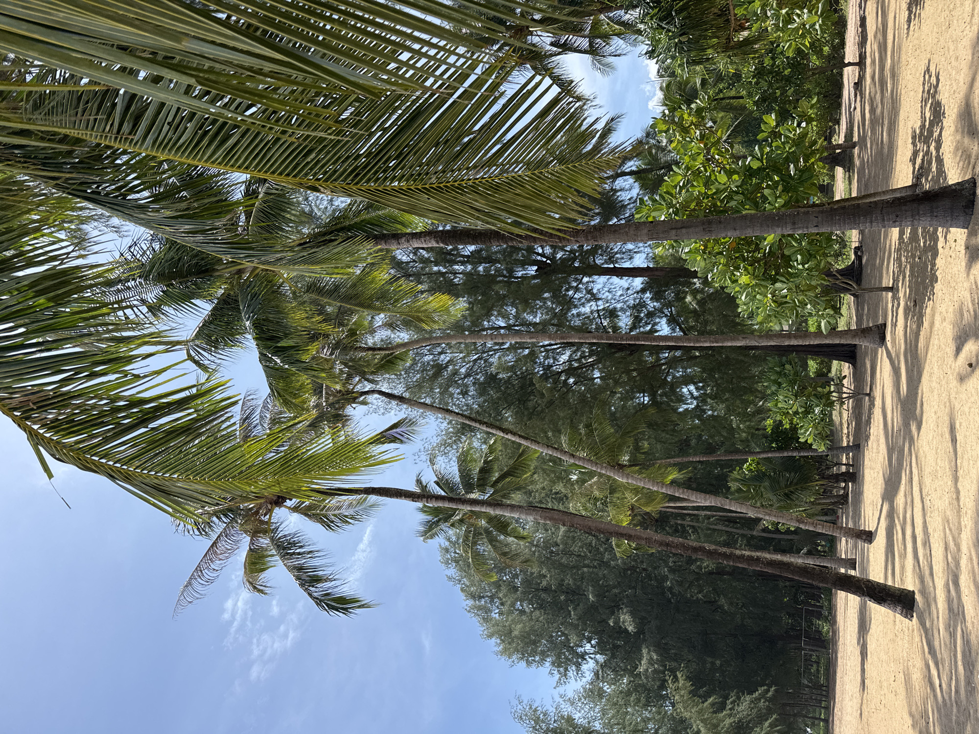 The image depicts a tropical beach scene in Ban Khuk Khak, Thailand, under a clear blue sky with scattered white clouds. The foreground is a sandy beach with distinct shadows cast by the numerous palm trees that dominate the scene. These palm trees, with their slender trunks and fronds, are the primary subjects. Behind the palm trees, a dense line of evergreen trees forms a natural backdrop. The overall impression is one of a serene, sun-drenched coastal environment. There are no people or animals visible in the image.