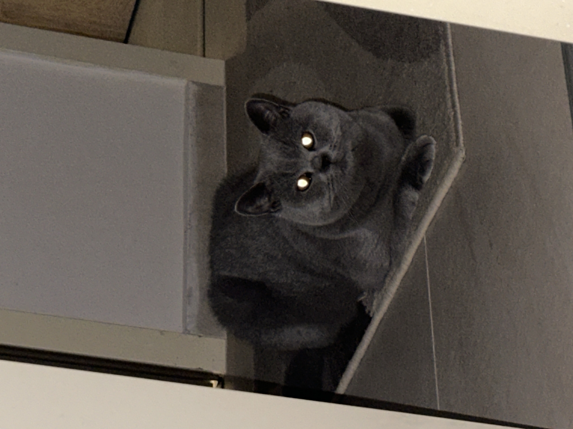 A British Shorthair cat with glowing yellow eyes is lying on a gray rug. The cat is dark gray and appears to be relaxed, with its paws tucked underneath its body. The background is dimly lit and consists of a gray wall and a white door frame. The scene is indoors, likely in a home.