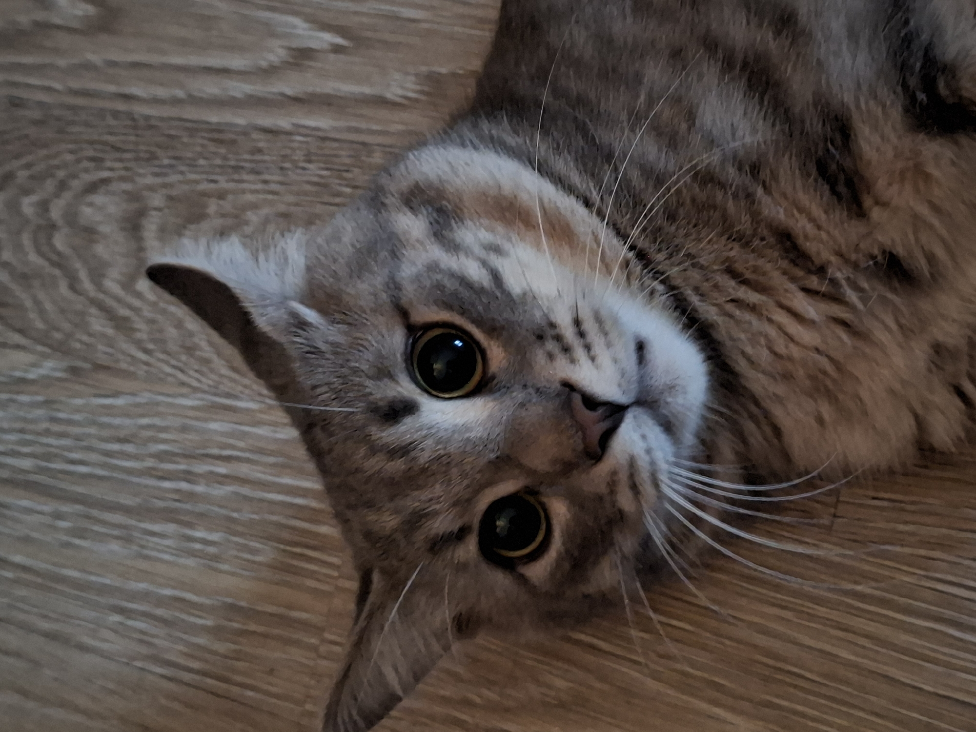 The image shows a close-up of a tabby cat's face lying on a wooden floor. The cat's eyes are wide open and dark, and its ears are perked up. The background is a wooden surface with visible grain. No specific location in Zemun Urban Municipality, Serbia can be determined from the image.