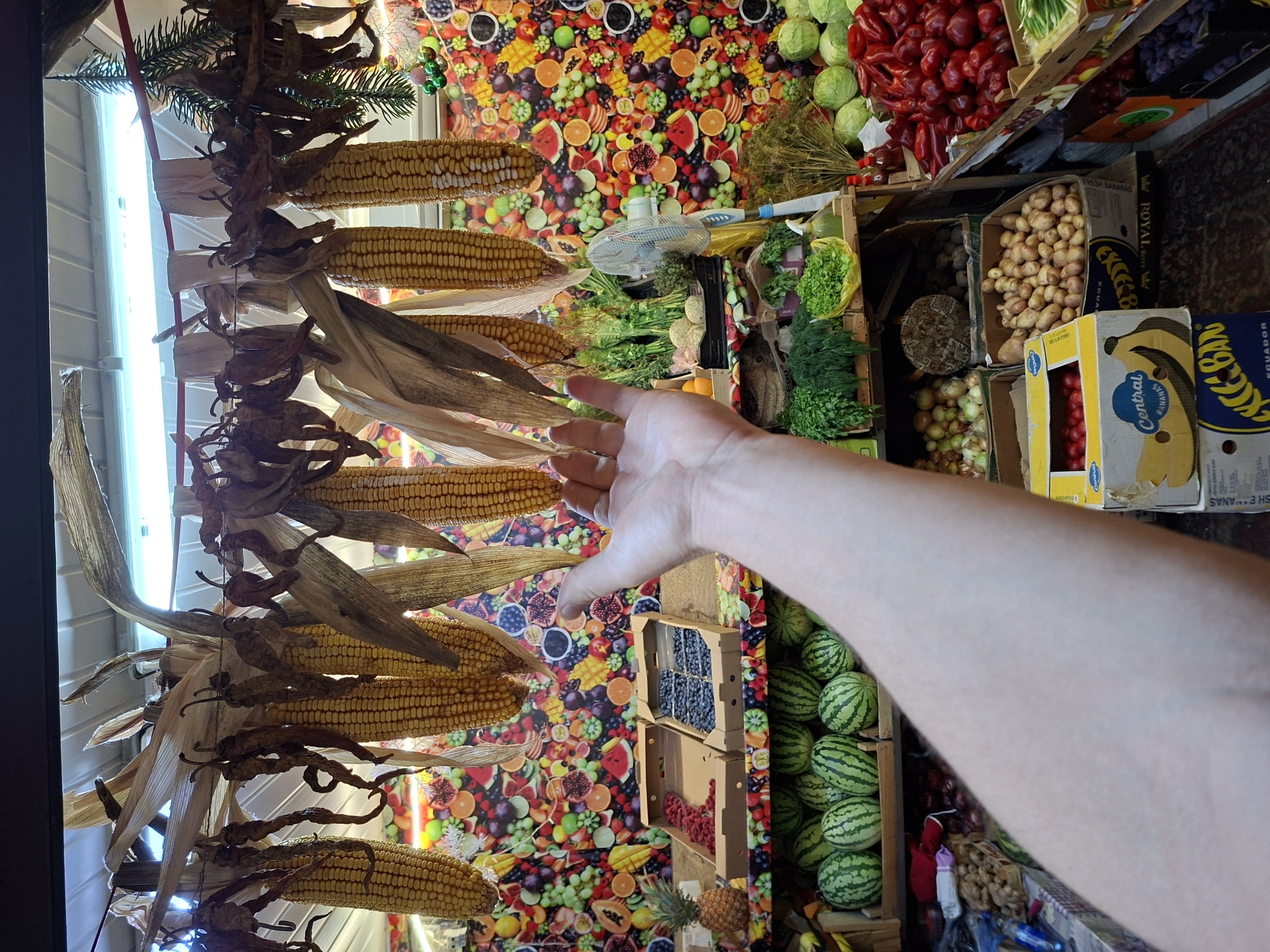 The image depicts an outdoor market stall in Chișinău, Moldova, specializing in fresh produce. In the foreground, a person's arm and hand are visible, reaching towards the displayed goods. The stall is richly decorated with dried corn and chili peppers hanging from the ceiling. The backdrop is a vibrant wallpaper adorned with colorful images of fruits and vegetables.
The stall is laden with a variety of produce. Shelves are stocked with watermelons, raspberries, blueberries, onions, potatoes, and cabbages. A pineapple is placed on a shelf, and a fan is positioned behind some leafy green vegetables. Further to the right, a large display of red bell peppers is prominent. In the lower right corner, boxes of bananas and what appear to be plums or similar dark fruits are visible. The lighting suggests it is daytime, with bright overhead lights illuminating the stall. The overall impression is of a bountiful and well-stocked market offering a wide selection of fresh produce.
