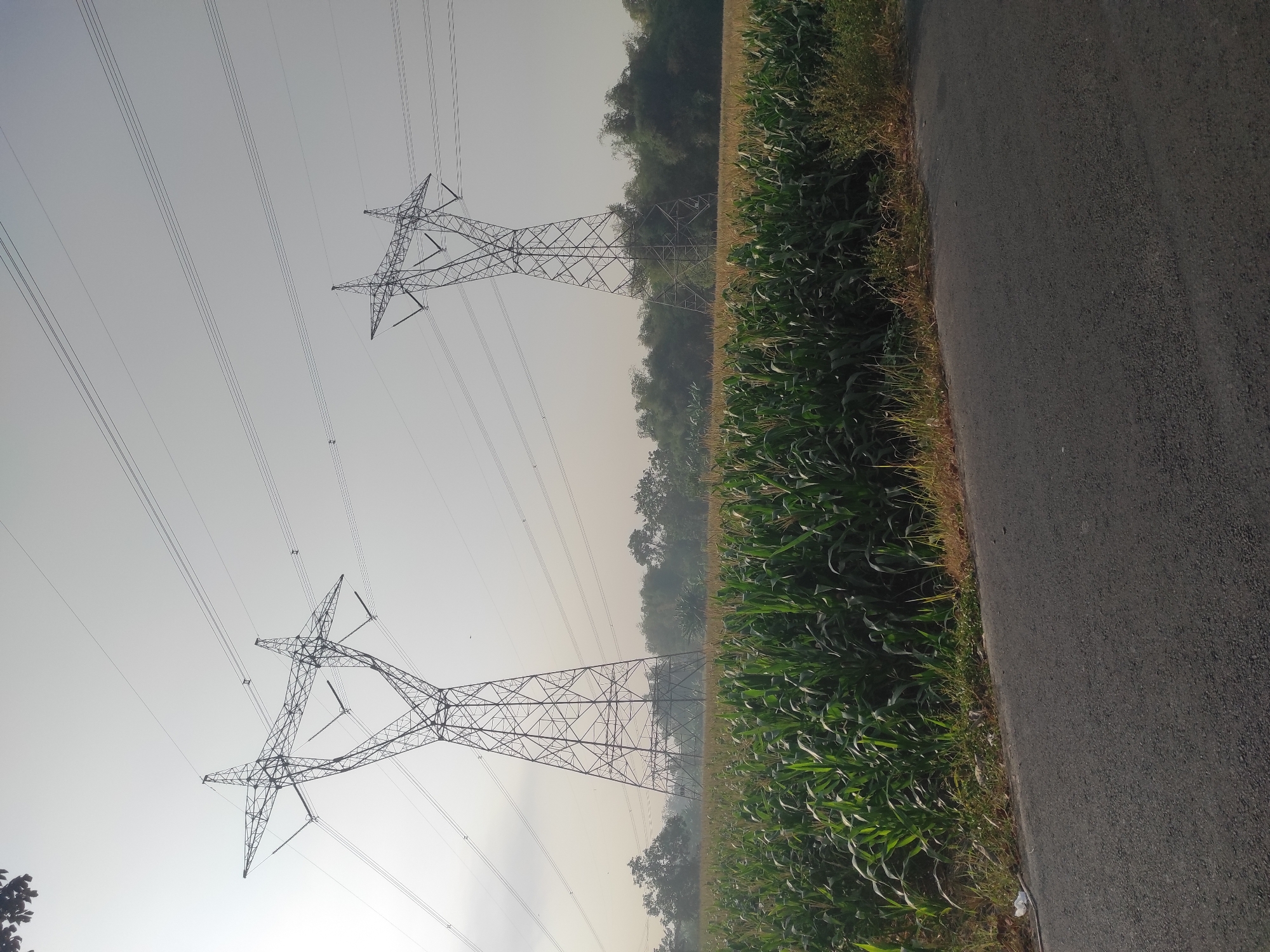 The image captures a rural landscape in Klepek, Indonesia, featuring two tall electrical pylons set against a pale sky. A lush field of green corn plants stretches across the foreground, bordering a dark asphalt road. The pylons, intricate metal structures, stand on either side of the cornfield, supporting numerous power lines that crisscross the sky. In the background, a line of trees and foliage forms a natural horizon, partly obscured by a light haze, suggesting it may be early morning or late afternoon. The scene is devoid of any human presence or discernible activity.
