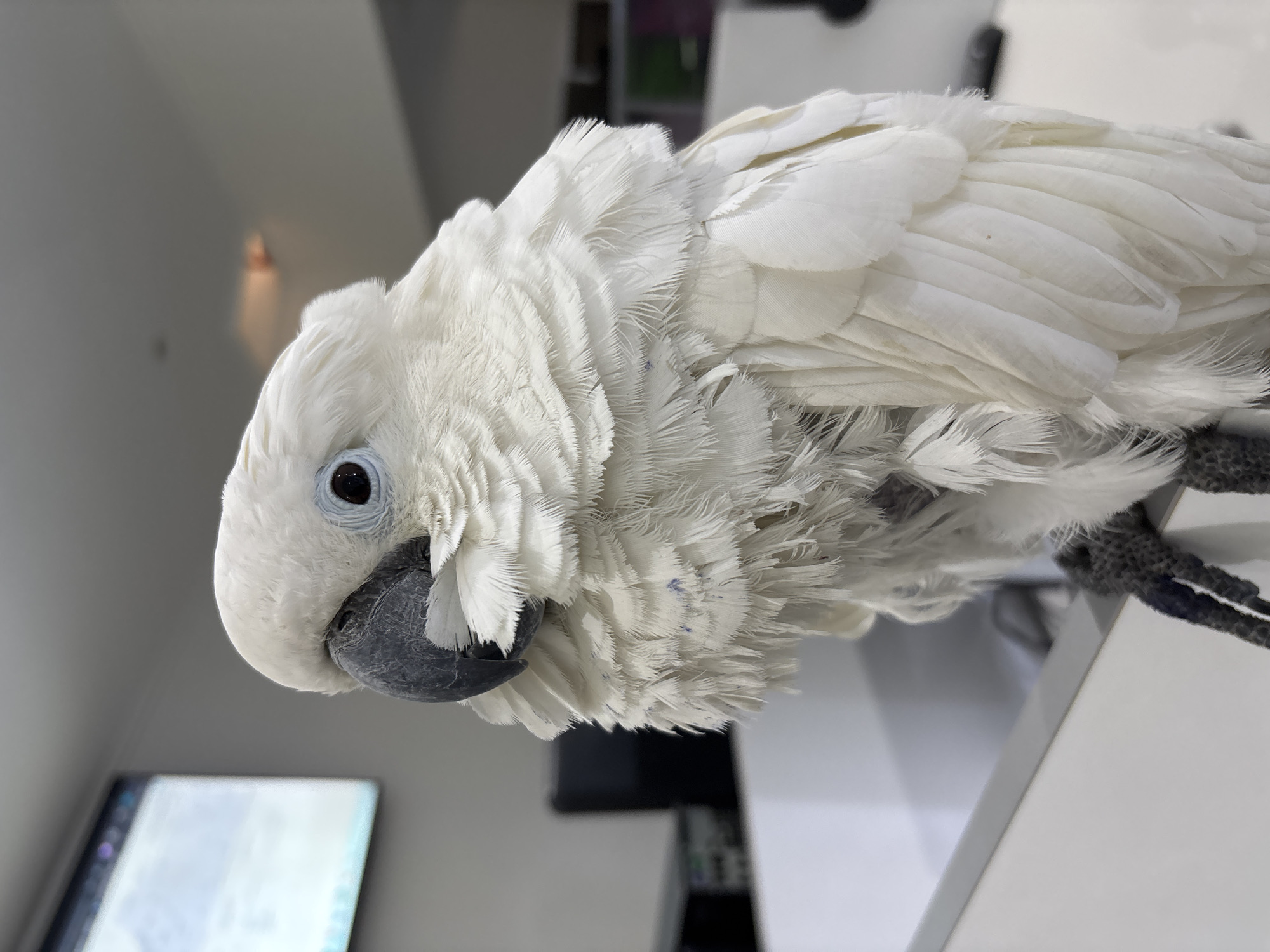 A white cockatoo is depicted in a medium close-up, perched on a white horizontal surface in an indoor setting. The bird features predominantly white feathers, with a dark grey beak and dark eyes framed by a light blue-grey iris. Scattered faint purple-blue marks are visible on the ruffled feathers of its chest and neck. Its dark grey taloned feet grip the edge of the white surface. The background is out of focus, revealing light grey walls and blurred office equipment. A digital screen displaying a light interface is partially visible on the upper left. A faint, orange-toned light source or reflection appears on the upper right wall. The exact location within the city of Tanger, Morocco, is not visually identifiable from the image. No other subjects or interactions are present.