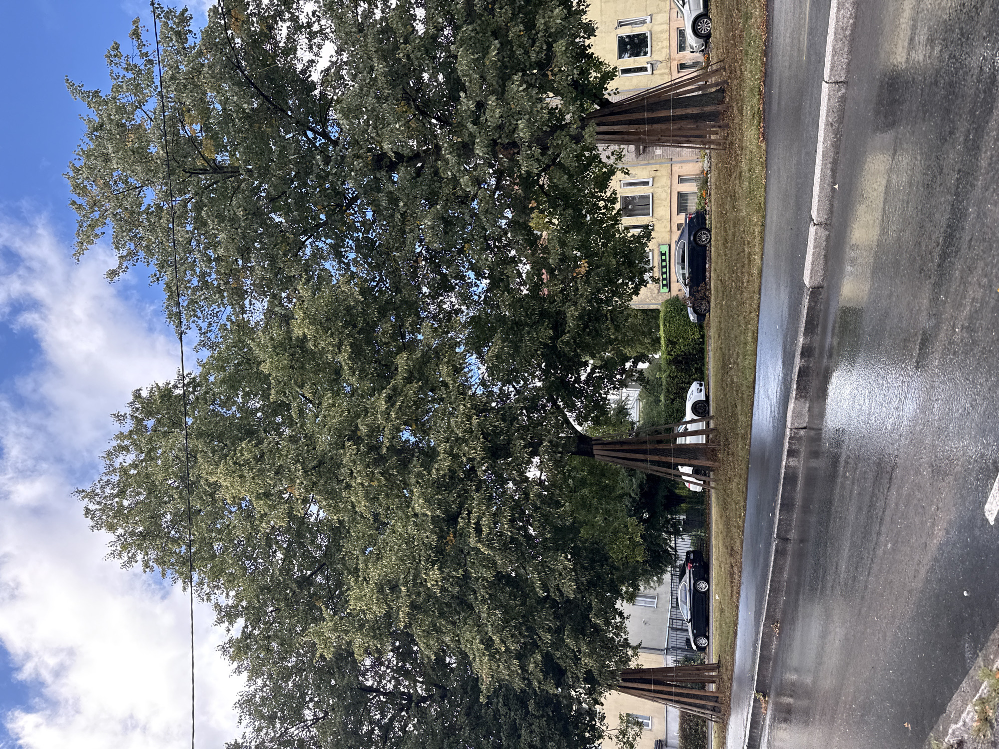 A full shot captures a street scene in Tallinn, Estonia, on a wet, overcast day. The wet asphalt road dominates the foreground, reflecting the muted light. A granite curb separates the road from a grassy verge, which is lined with trees that appear to have been recently pruned or are undergoing some form of structural support, indicated by wooden stakes and wires.
Behind the verge, a row of light yellow apartment buildings stands. These buildings have multiple windows, some of which are dark, suggesting an indoor environment, while others are lighter. A few cars are parked along the street. One is a dark-colored sedan, and another is a white hatchback. Further down the street, another white car is visible, as are more apartment buildings.
The sky is partly cloudy, with patches of blue visible through the overcast conditions. The trees are full of green leaves, suggesting it is either late spring or summer. The overall impression is of a quiet, residential street in a European city, recently rained upon. No people are clearly visible in the frame, contributing to a sense of solitude. The lighting suggests it could be mid-afternoon.