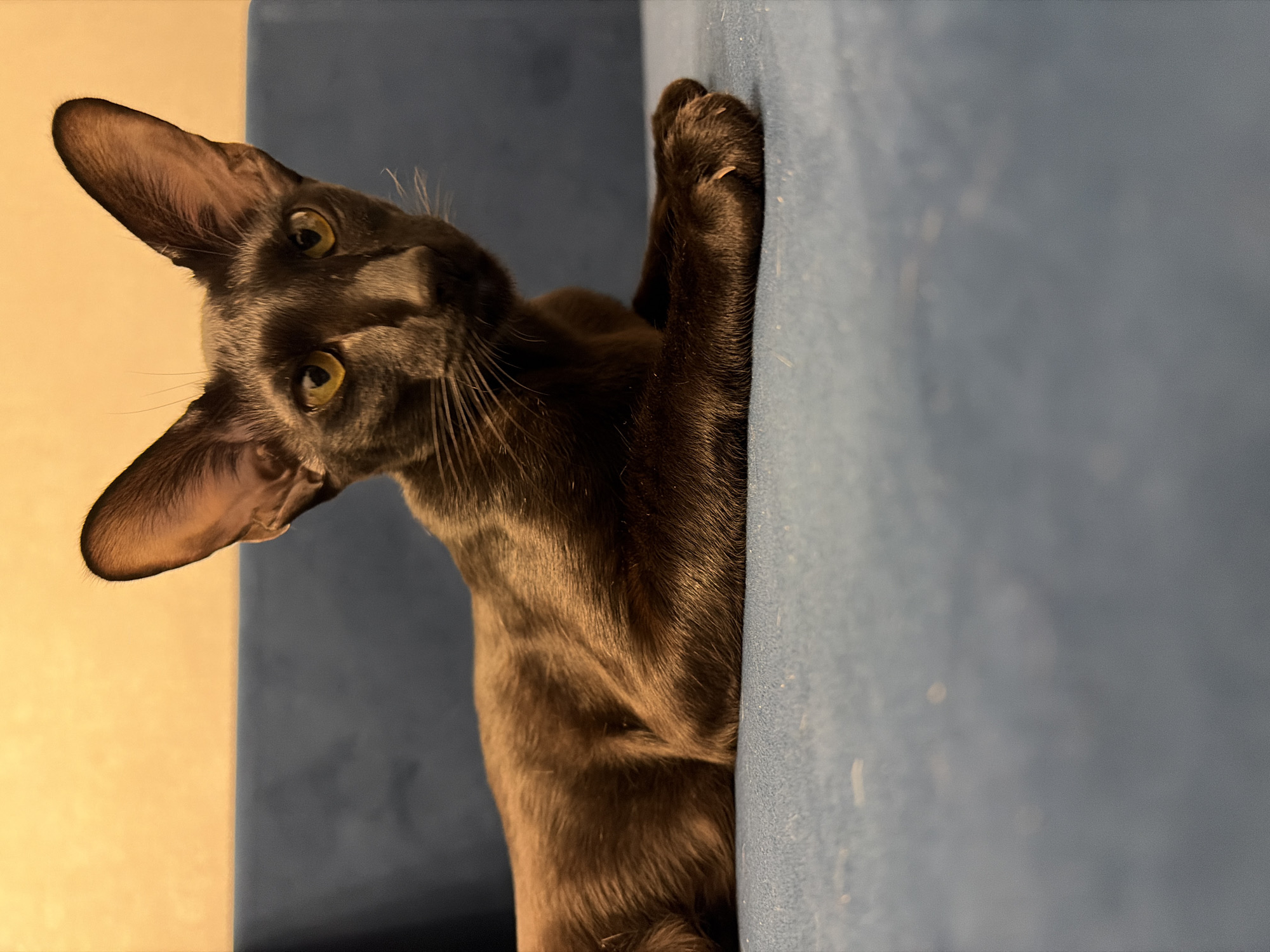 A black oriental shorthair cat with large ears and yellow eyes is lying on a blue sofa. The cat is positioned in the center of the frame, facing slightly to the right. The background is a blurred wall with a soft orange hue. The lighting is warm and artificial. The scene appears to be indoors, possibly in a residential setting. There is no indication of the cat's location in Chaikovsky, Russia.