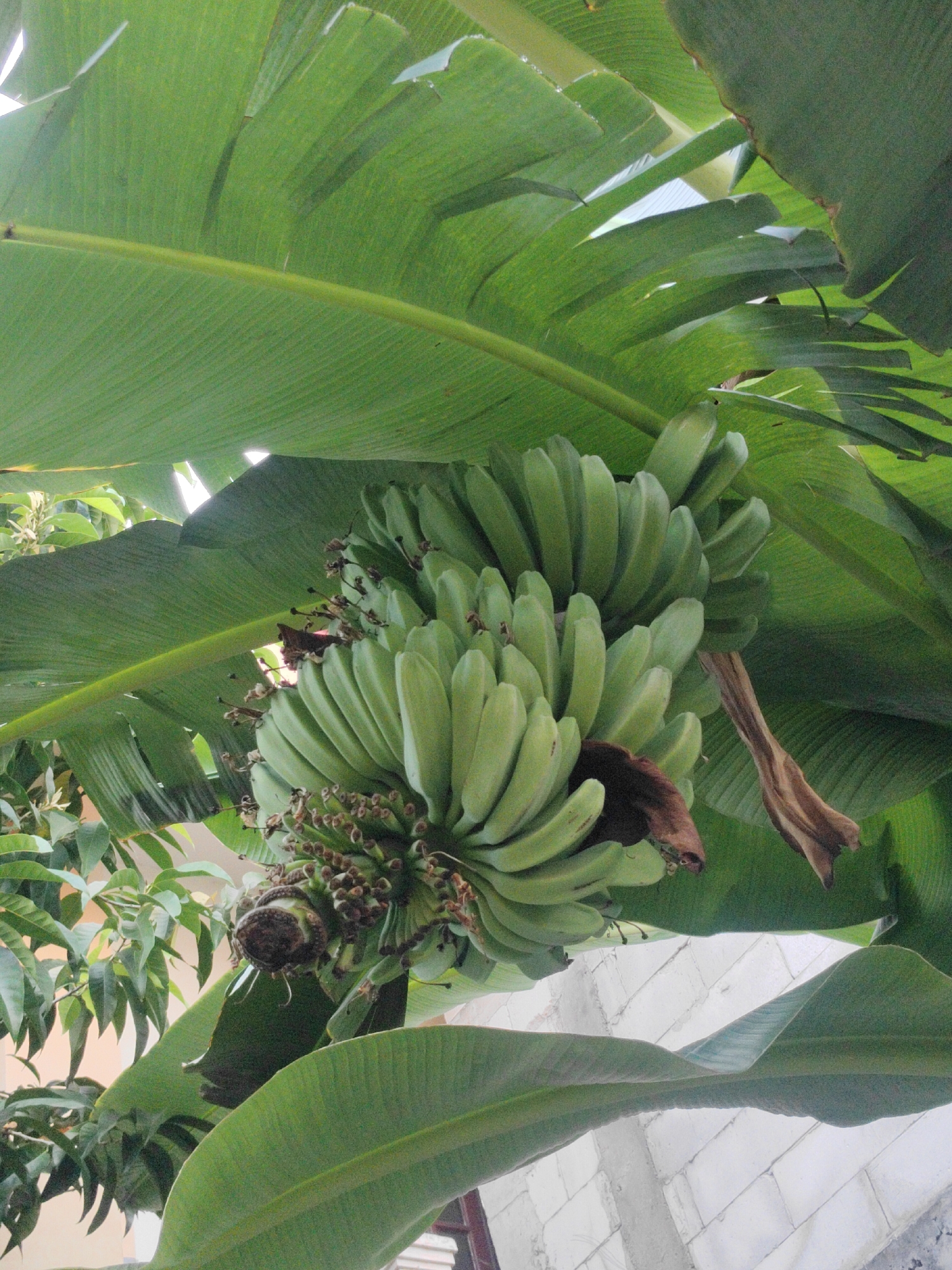 A bunch of unripe green bananas hangs from a banana tree, its large leaves arching over. The bananas are clustered together, with some dried brown leaves interspersed. In the background, a light-colored brick wall is visible, suggesting an outdoor setting. The image captures the natural growth of a banana plant, likely in a tropical or subtropical climate. Given the presence of lush banana leaves and the commonality of banana cultivation, this scene could be situated in a residential area or a garden within the city of Surabaya, Indonesia, where such plants are frequently found. There are no people or animals visible in the image.