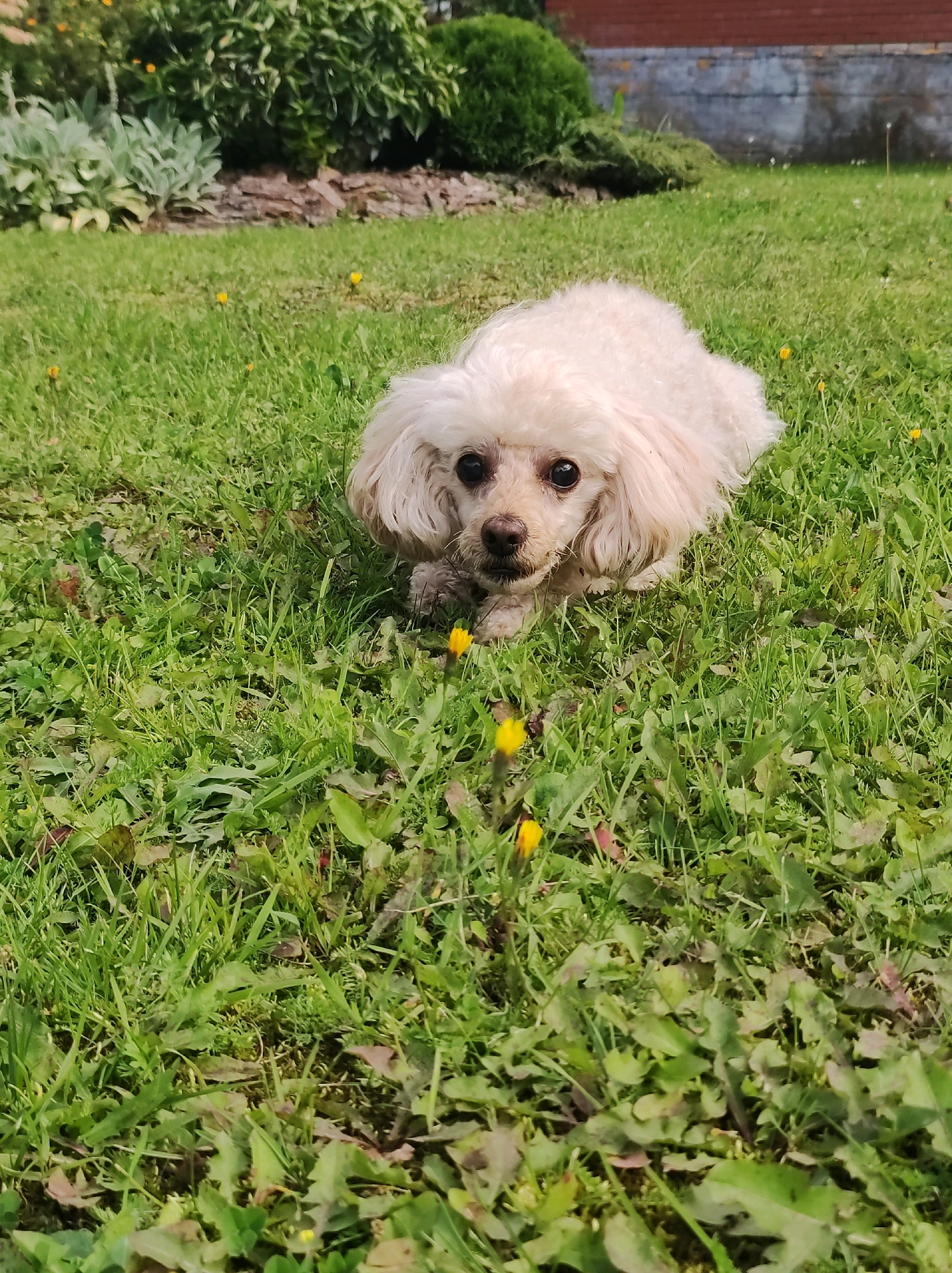 A light-colored poodle is lying down in a grassy area, looking towards the camera. The dog has dark eyes and a brown nose. The grass is green with some yellow dandelions. In the background, there are bushes and a brick wall. The scene appears to be an outdoor residential area in the city of Fokino, Russia.