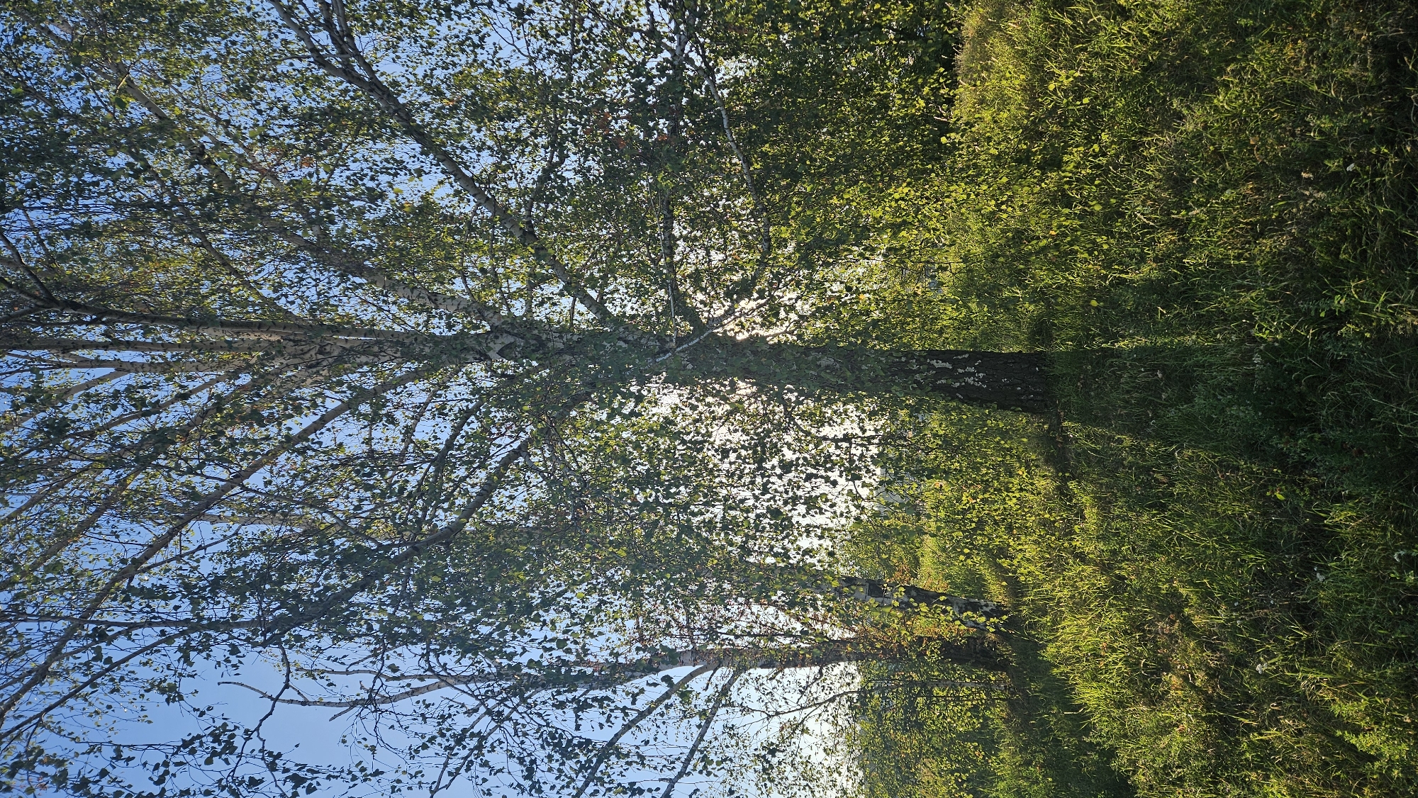 The image depicts a sun-dappled scene of birch trees and tall green grass, bathed in natural light. The sun is partially obscured by the foliage of the central birch tree, casting distinct shadows on the ground. The sky is a clear blue, visible through the branches and leaves. The vegetation appears lush and vibrant, suggesting a natural or park-like setting. The image does not contain any people, specific objects, or discernible actions or interactions. The location is not specified within the image itself, and no information is provided to link it to the city of Prešov, Slovakia.