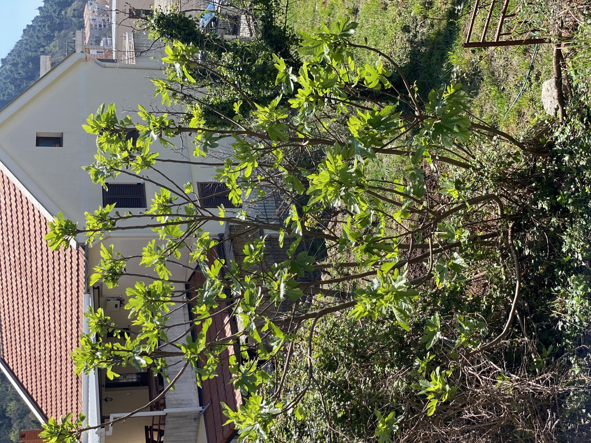 The image shows a tree in the foreground with a house in the background, likely in a residential area of Budva, Montenegro. The tree has light green leaves indicating new growth, and several branches are visible. Behind the tree, a white two-story house with a red-tiled roof is partially visible. It features brown shutters on some of the windows. In the background, there are more buildings on a hill and a mountainous area. The environment is sunny. A metal ladder is partially visible in the upper right corner of the frame, near the tree.