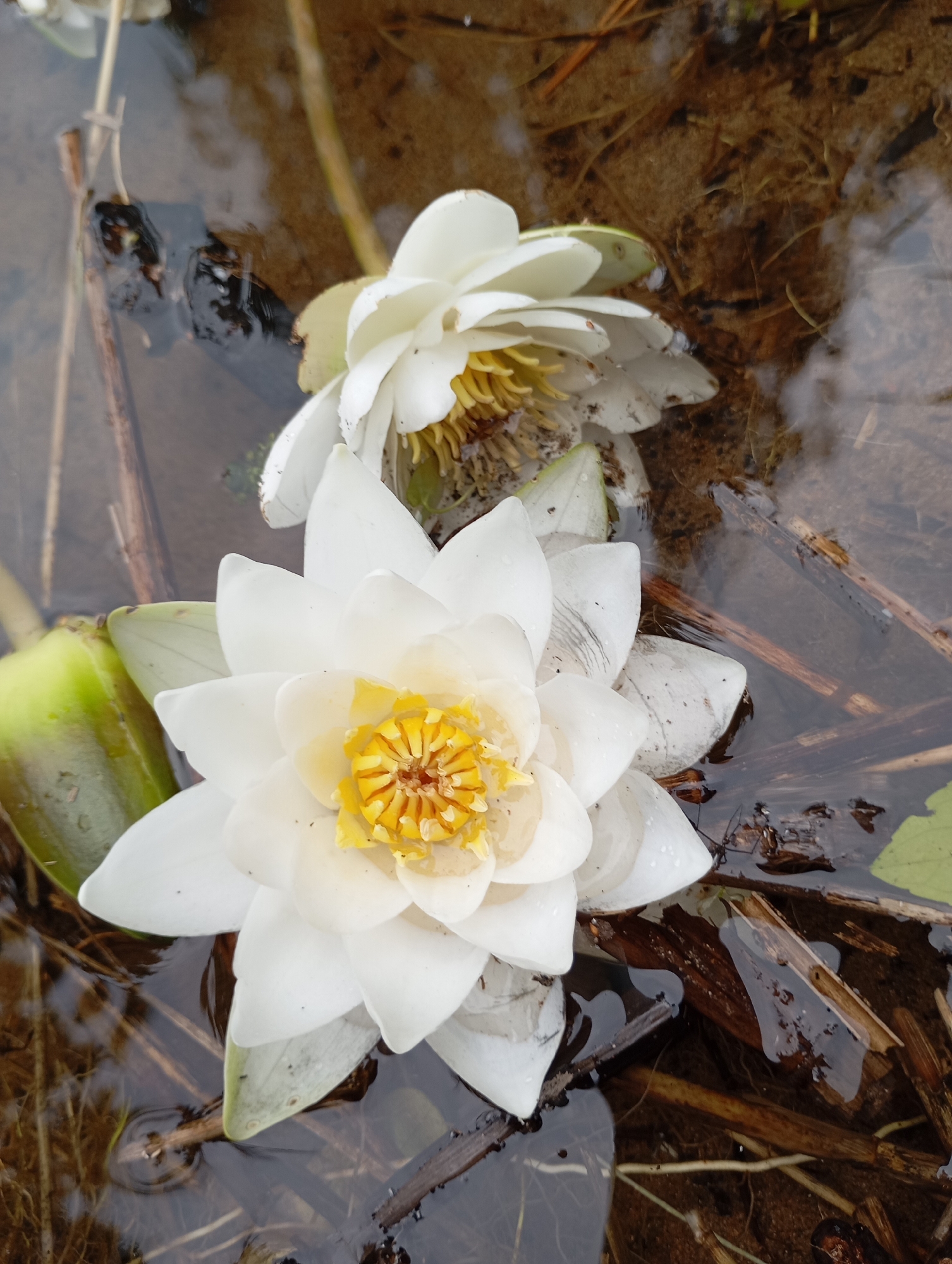 The image is a close-up, high-angle shot of two white water lilies floating in murky water. The foreground is dominated by a fully bloomed water lily with delicate white petals and a vibrant yellow center. Behind it, another water lily is partially visible, appearing to be in an earlier stage of bloom or slightly wilted. The water is brown and reflects the surrounding environment, with submerged twigs and debris visible beneath the surface. A bright green, elongated bud or leaf is positioned to the left of the foreground lily. The overall impression is one of natural beauty in a somewhat unkempt aquatic setting. There are no people or any indication of the city of Vekoshinka, Russia.
