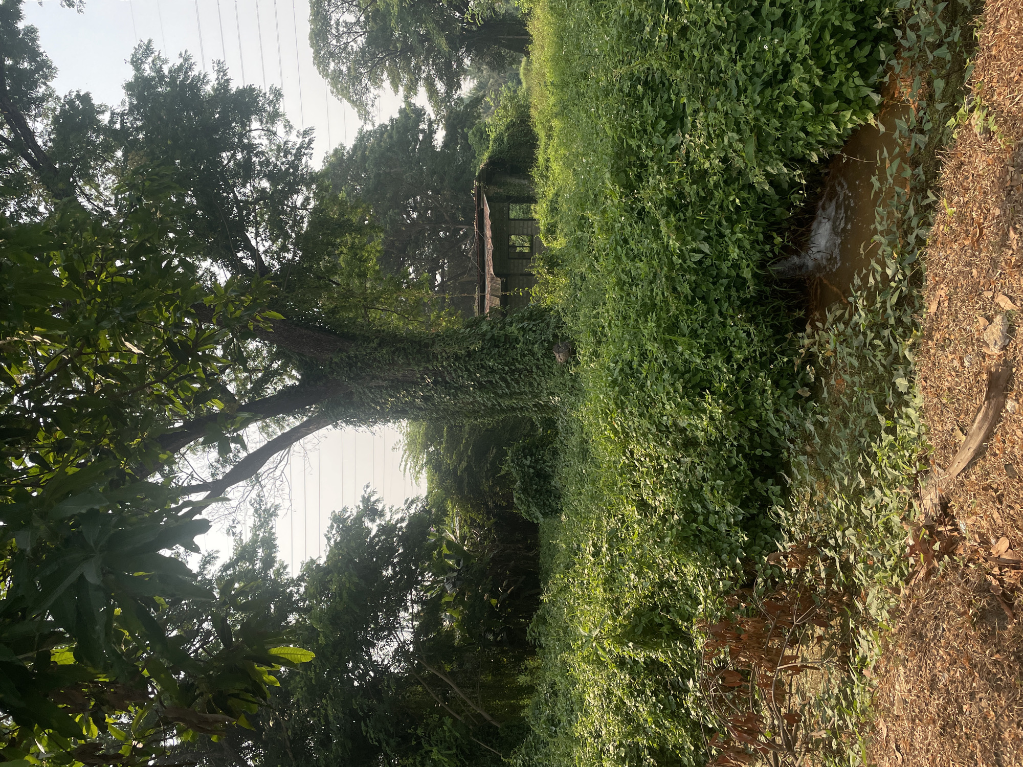 An overgrown natural landscape is depicted, likely in a rural or semi-rural setting. In the foreground, the right side features dry, reddish-brown earth and fallen leaves, while the left showcases a narrow, shallow stream with murky water, bordered by lush green ground cover.
The midground is dominated by dense, vibrant green foliage and trees. Towards the center-right, an old, possibly abandoned, stone or concrete structure with empty window frames is partially visible, nestled amongst the vegetation and heavily entwined with vines. A large tree trunk, thickly covered in climbing vines, stands prominently on the left, extending upwards.
The background and upper portions of the image consist of a thick canopy of tall, green trees. Above the treeline, against a bright, hazy, or overcast sky, several parallel power lines are clearly visible, stretching across the frame. The lighting is diffuse, suggesting daytime, possibly late morning or early afternoon. No people or text are visible in the scene. The overall impression is one of nature reclaiming a space, giving a sense of wildness and quiet abandonment.
