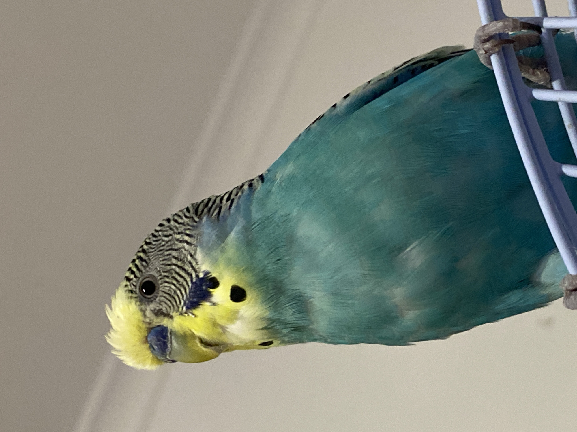 A close-up, eye-level shot shows a budgie in a cage. The budgie is predominantly turquoise with some yellow and black markings. Its head is tilted downwards, and its black eye is visible. The budgie has yellow feathers around its face and a blue beak. Its body is a vibrant turquoise, with some lighter blue hues visible. The budgie's feet, which are gray and scaly, are gripping a light blue bar of the cage. The background is a plain, light gray, suggesting an indoor setting. The lighting appears even, indicating it could be daytime or artificial light. The image is focused on the budgie, with the background slightly blurred. No text is visible in the image.