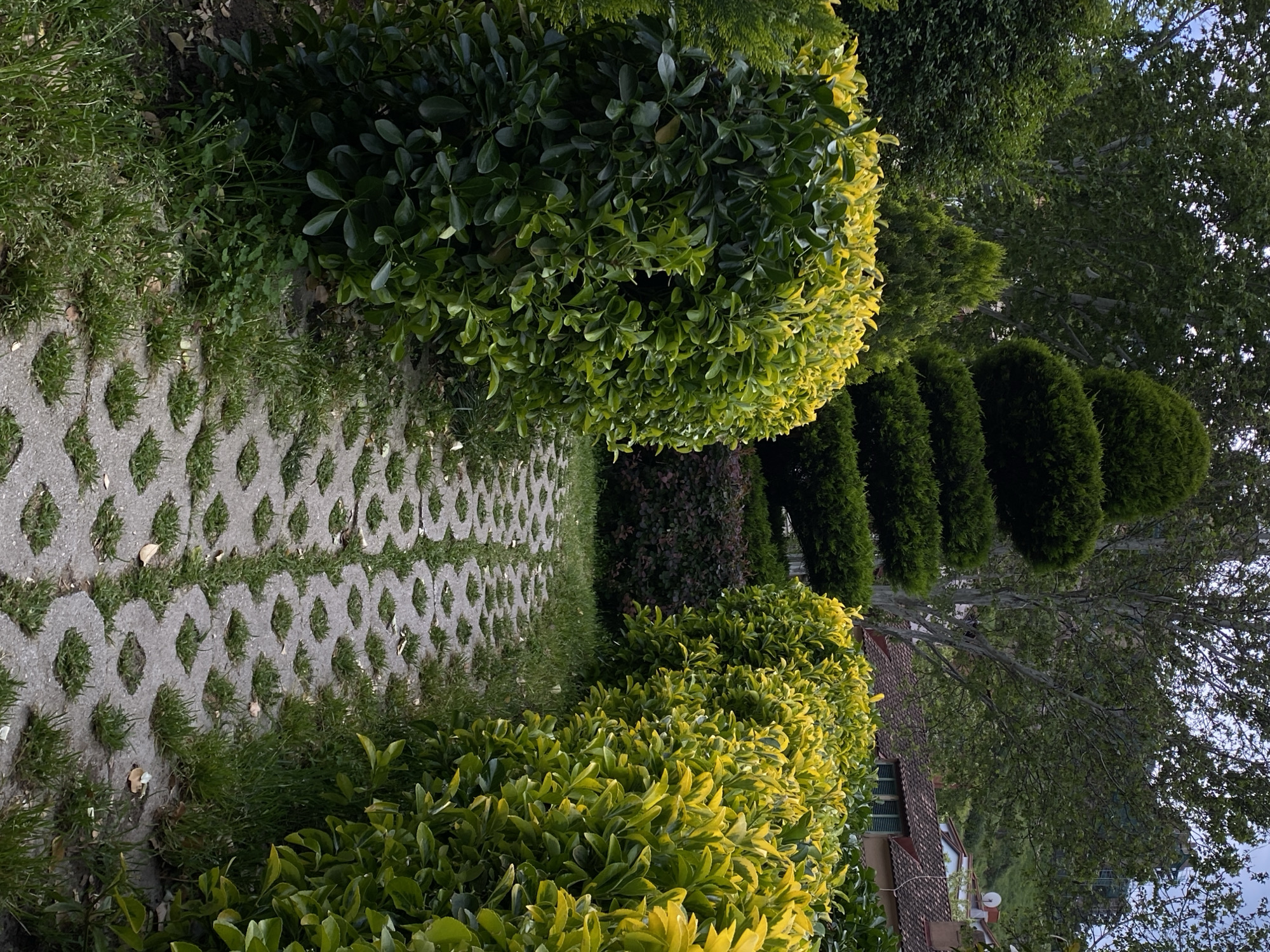 The image shows a garden scene, possibly located in Tbilisi, Georgia. A patterned concrete path runs through the center, bordered by green grass and various shrubs. A rounded shrub is visible on the left, while a row of topiary trees lines the right. In the background, a building with a red tiled roof can be seen among the trees. The sky is partly visible through the trees.
