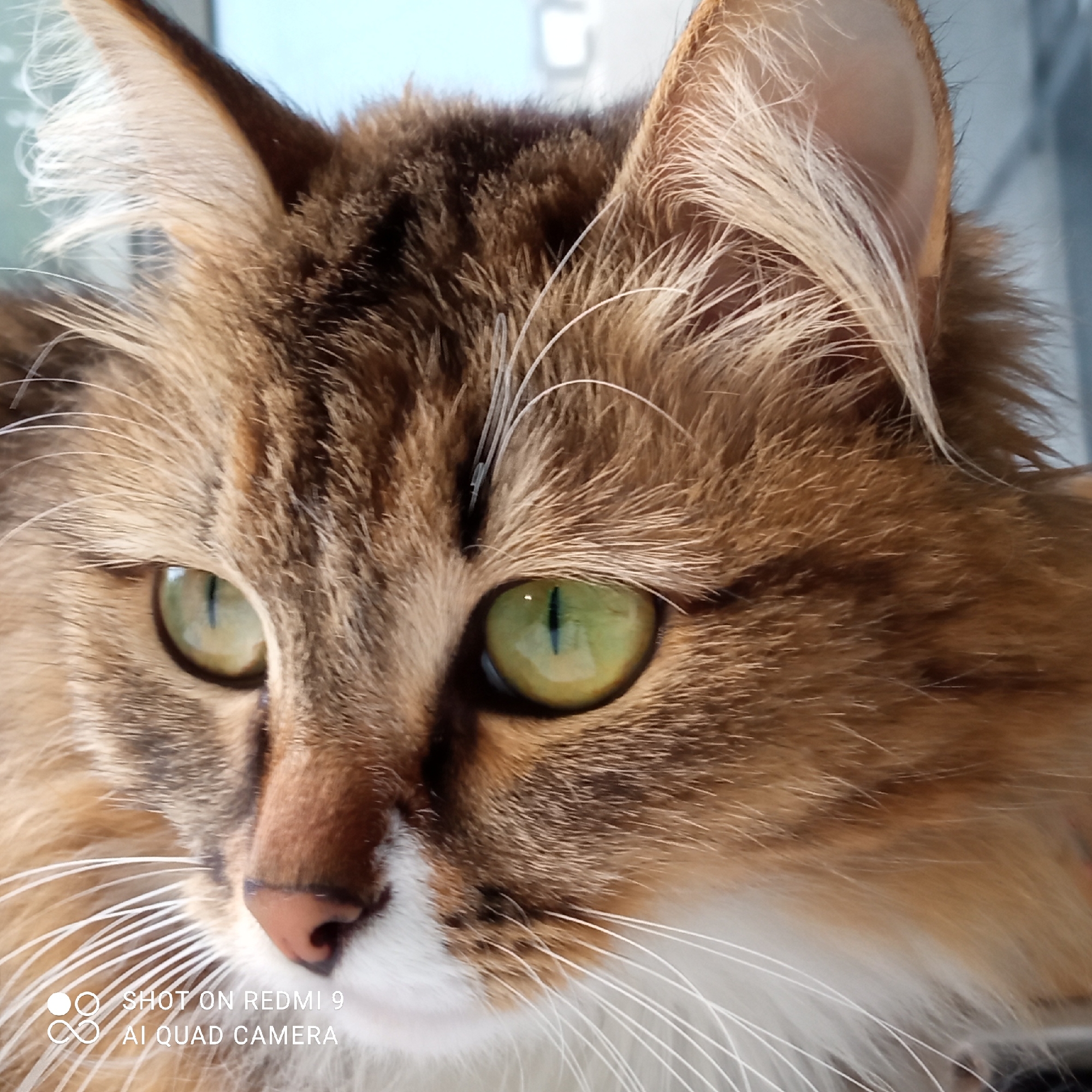 This media file is a close-up, eye-level shot of a domestic cat's face. The cat has prominent green eyes with vertical pupils, and its fur is a mix of brown, black, and ginger tabby markings, with white fur on its chin and muzzle. Long white whiskers fan out from its face. The background is blurred, but appears to be an indoor setting with a window showing a bright sky, suggesting it is daytime. The cat's expression is neutral, and it is looking to the left of the frame. In the lower left corner of the image, white text overlaid on the cat's fur reads "SHOT ON REDMI 9 AI QUAD CAMERA". The overall impression is a candid portrait of a pet cat. The provided location context of Chaikovsky, Russia, is not directly evident from the visual information in the image itself.