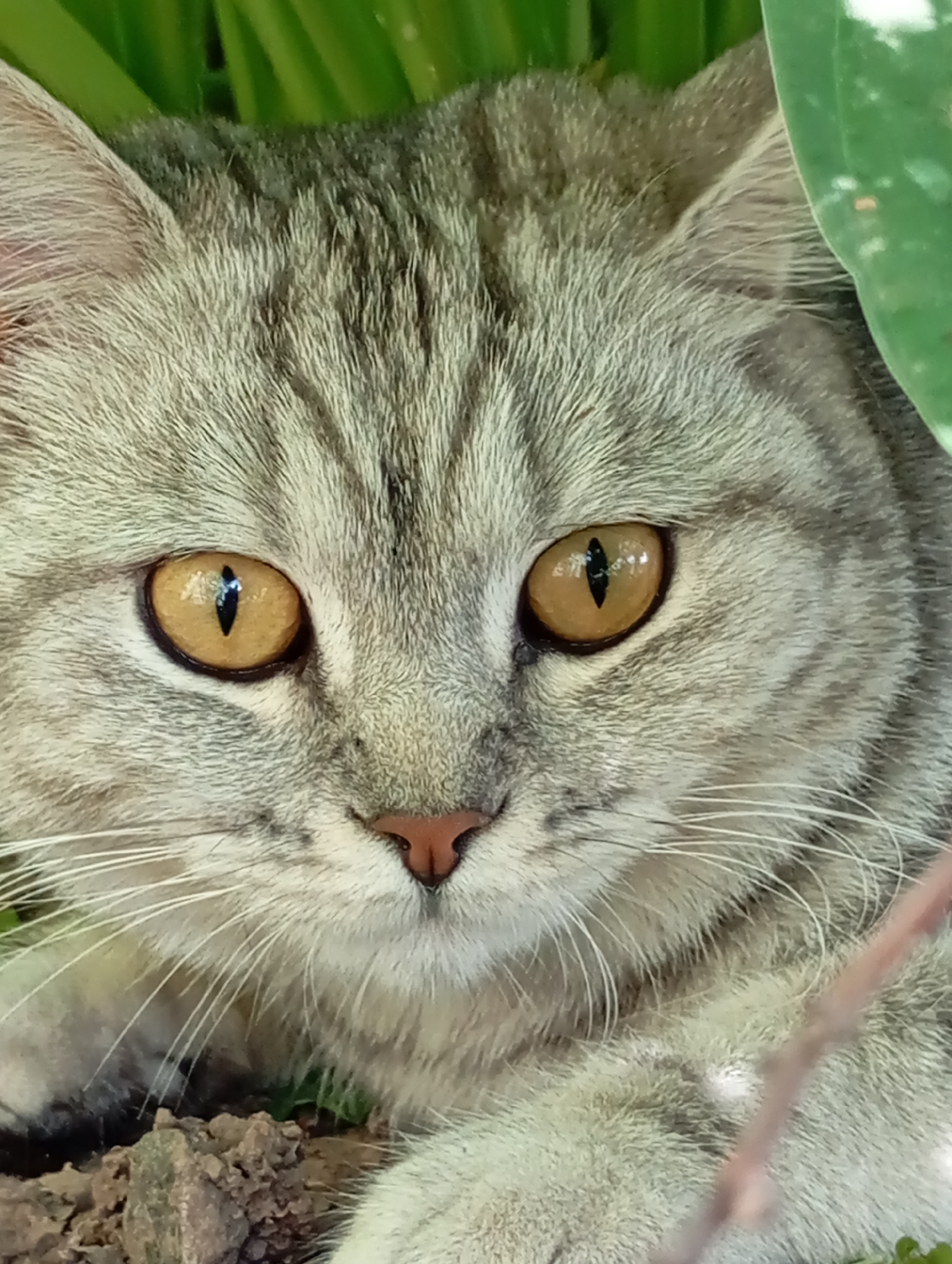 A close-up, eye-level, vertical shot shows a light gray tabby cat with bright amber eyes, its face partially obscured by green foliage and a thin branch. The cat's fur has distinct dark gray tabby markings. Its nose is a pinkish-brown. The background consists of out-of-focus green leaves and a thin, pinkish branch that crosses diagonally across the lower right of the frame. The cat appears to be lying down on soil and small stones. The location is not discernible from the image alone.