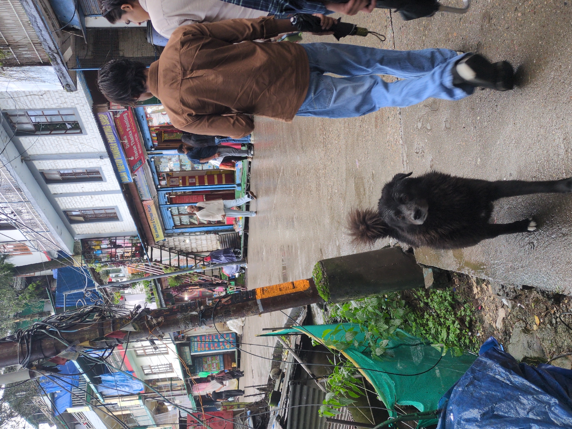 A medium shot captures a street scene in Dharamkot, India, on a wet day. The foreground is dominated by a black dog with shaggy fur, looking towards the camera. To the right, a person wearing a brown long-sleeved shirt and blue jeans walks away, holding a black umbrella. Behind them, another person in a plaid shirt is partially visible. The wet pavement reflects the overcast sky.
In the midground, a man in a light-colored shirt and pants walks on the left side of the street. Shops line the right side of the street, with signs indicating "Dolom Tibetan Thankga Painting Shop" and "Rati Jewellery & Crystal House." Tarpaulins, some blue and some green, are visible along the left side of the street, alongside lush green foliage. Electrical wires and poles are prominent features of the urban landscape, with some wires draped haphazardly. Buildings with multiple stories, featuring balconies and windows, rise behind the shops. In the background, more buildings and a ladder are visible, suggesting a densely built environment. The overall atmosphere is one of a bustling, somewhat cluttered, and rainy street in a small Indian town.