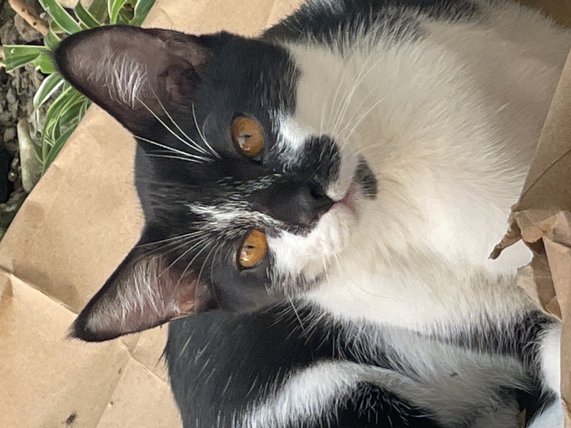 A domestic short-haired cat, displaying a black and white tuxedo fur pattern, is depicted in a close-up, head-on portrait. Its fur is predominantly black across the top of its head, ears, and back, sharply contrasting with expansive white fur on its chest, muzzle, chin, and a distinctive patch extending up the nose bridge, separating the black fur above its amber-orange eyes. Both eyes are round, alert, and gaze directly forward, exhibiting slightly dilated pupils. Prominent long, white whiskers protrude from the muzzle. The ears are erect, with visible white fur present on their inner surfaces. A minimal portion of a pink tongue is discernible, indicating a slightly open mouth. The cat is resting on a crumpled light brown material, consistent with paper or cardboard, which occupies the foreground and extends underneath the animal. In the upper right background, out-of-focus green foliage, likely a houseplant, is visible against darker, textured ground elements, suggesting an outdoor or semi-outdoor environment. The scene is illuminated by natural daylight. This image was captured in the city of Denpasar, Indonesia.