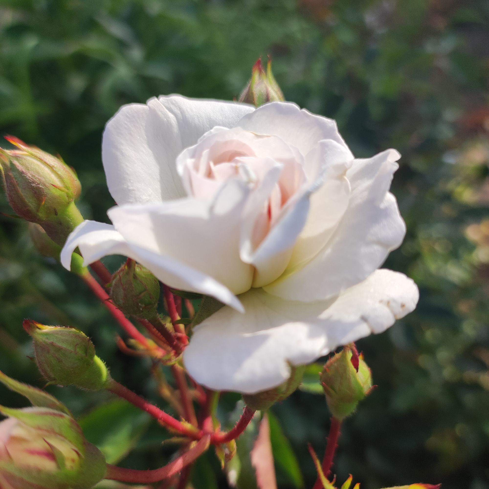 This close-up media file captures a delicate white rose in bloom, surrounded by several rosebuds. The rose's petals are creamy white with a soft pink blush at its center, unfurling gently. The rosebuds are a vibrant green, some showing hints of pink at their tips, suggesting they are also preparing to bloom.
The rose and its buds are supported by thorny, reddish stems, adding a contrasting texture and color. The background is a blur of lush green foliage, indicating the subjects are in a garden or natural setting. The lighting suggests it is daytime, possibly morning or late afternoon, with soft sunlight illuminating the flower. There are no people visible, and no text is present in the image. The overall impression is one of natural beauty and the promise of more blooms to come. The location context is Navoloki, Russia.