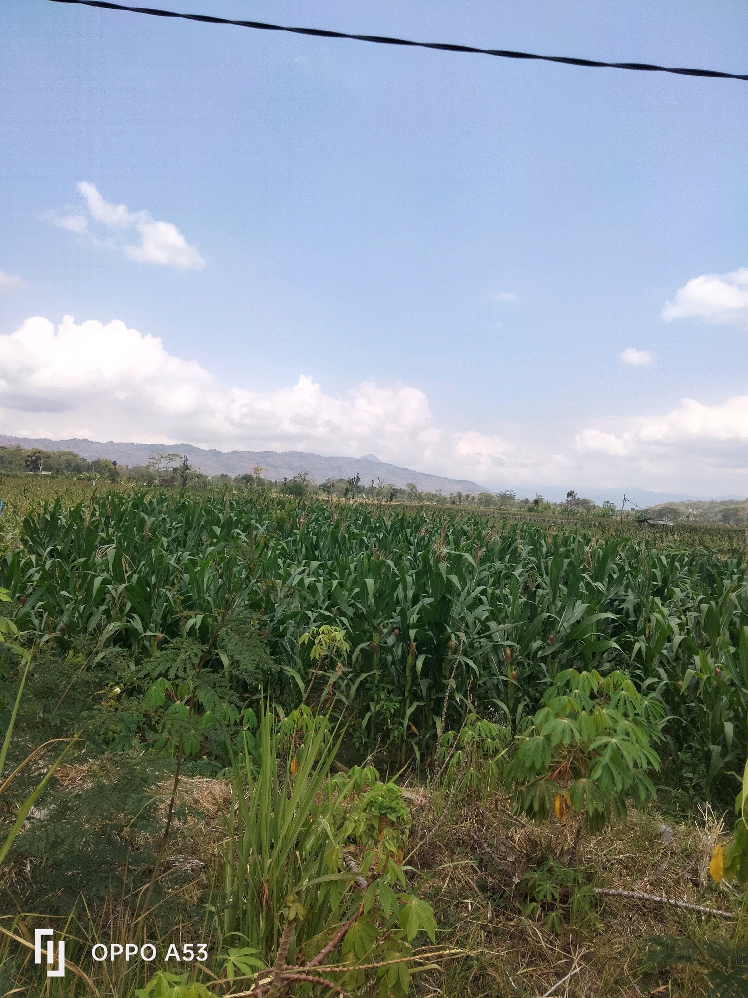 An outdoor, low-angle, full shot captures a vast, green cornfield under a bright, blue sky with scattered white clouds. In the foreground, dry grass and low-lying green plants are visible, some with large, dark green leaves. A thin, black wire stretches horizontally across the top of the frame. In the middle ground, the corn stalks are densely packed, reaching a significant height and displaying their broad, green leaves. Beyond the field, a range of distant, hazy mountains forms the horizon line. The bottom right corner of the image shows the text "OPPO A53" with a white logo. The scene appears to be a rural agricultural landscape.