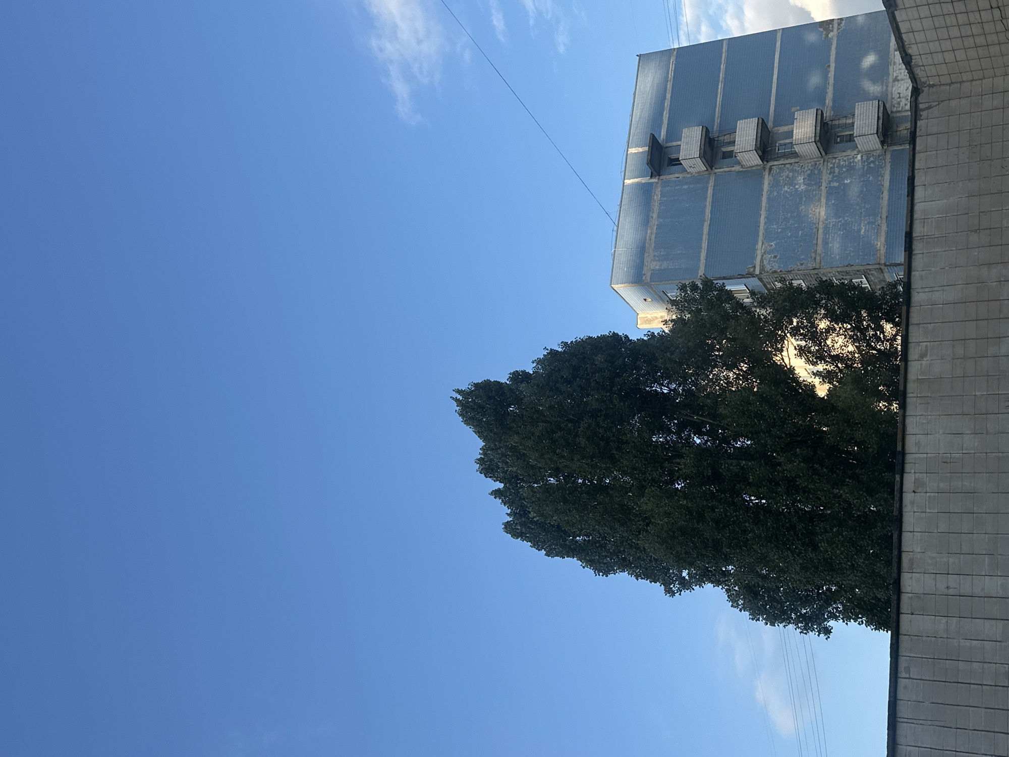 A tall, dense tree stands to the left of a blue, multi-story building in an urban setting. The building has balconies with concrete railings and appears to be constructed from blue tiles. A concrete wall runs across the foreground. The sky is a clear blue with a few wispy clouds. Power lines are visible in the background.
