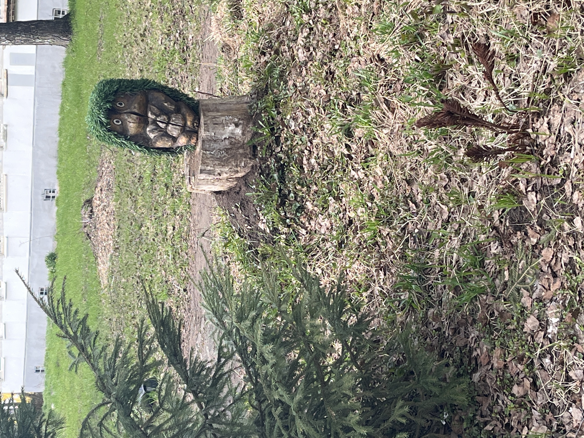 This image captures an outdoor scene, likely a park or garden area in Chaikovsky, Russia. The central subject is a carved wooden head resting on a tree stump. The carving features large, circular eyes and stylized facial features, with a distinctive green, fibrous material forming its "hair," resembling a bushy, green wig or artificial turf.
The ground cover consists of a mix of sparse green grass and numerous brown, fallen leaves, suggesting a season like late autumn or early spring. In the foreground, a dense, dark green evergreen shrub or bush occupies the lower portion of the frame. Towards the left, a large tree trunk stands, and behind it, a multi-story white building with visible windows is present, indicating a nearby residential or institutional structure.
The scene is static, with no discernible activity taking place. The natural lighting suggests it is daytime, under clear or partly cloudy skies. There is no visible text in the image. The overall impression is one of a whimsical garden ornament set within a calm, natural environment adjacent to human habitation.