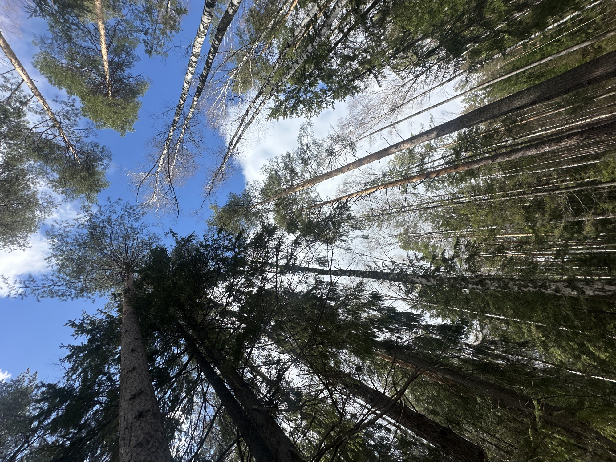 The image captures a view looking upwards through a dense forest towards the sky. The trees are tall and slender, with a mix of coniferous and deciduous species. Some of the deciduous trees appear to be birch, identifiable by their white bark. The sky is visible in patches between the trees, showing a blue sky with some clouds. The location is likely in a forested area within or near the city of Noviy, Russia.