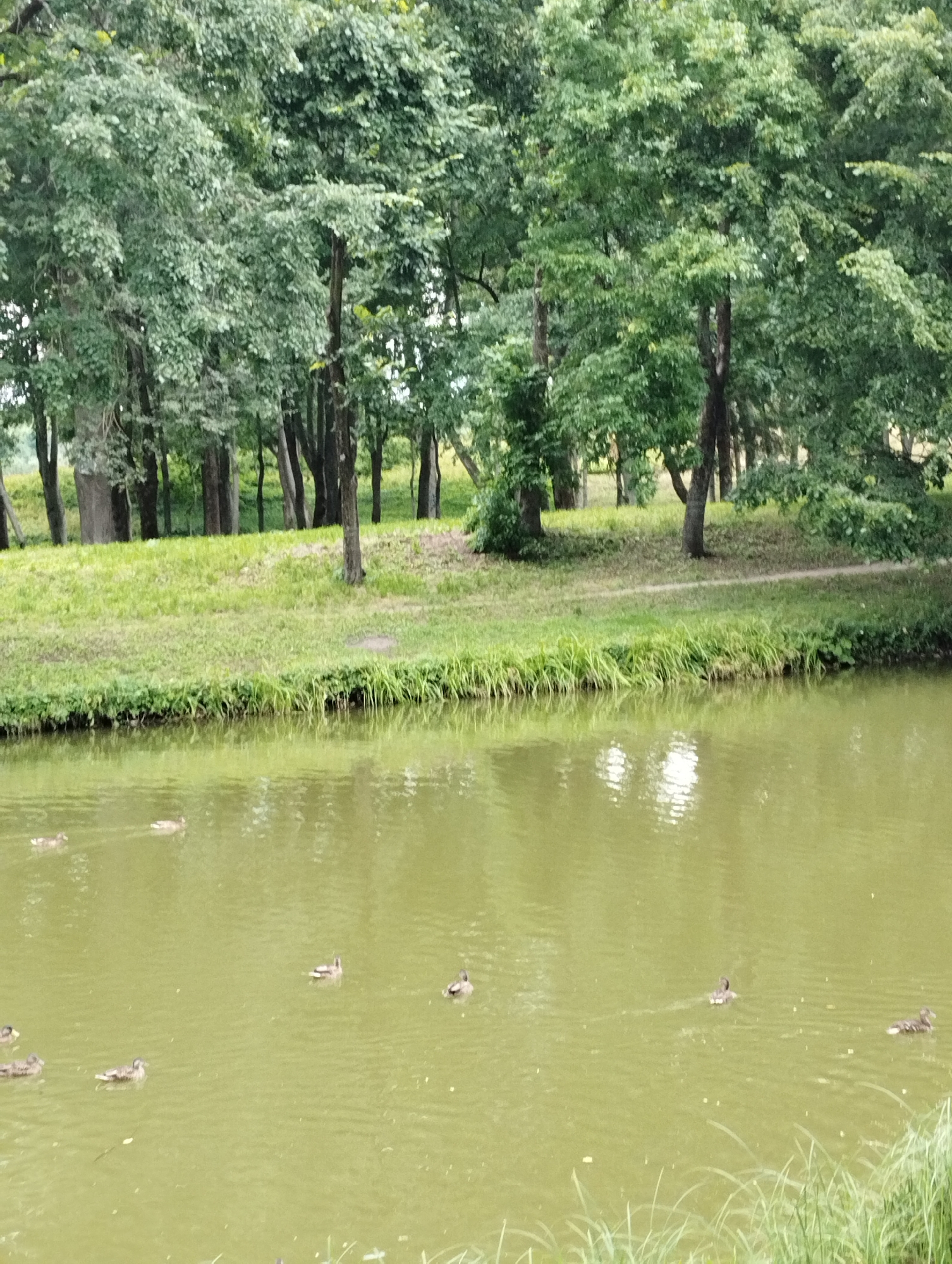 The image shows a pond with several ducks swimming in it. The pond is surrounded by a grassy bank and a line of trees. The water is a murky green color, and the trees are full of green leaves. The sky is overcast, and the light is soft. The scene appears to be a park or a nature reserve. There are no people visible in the image. The location is identified as the city of Kingisepp, Russia.