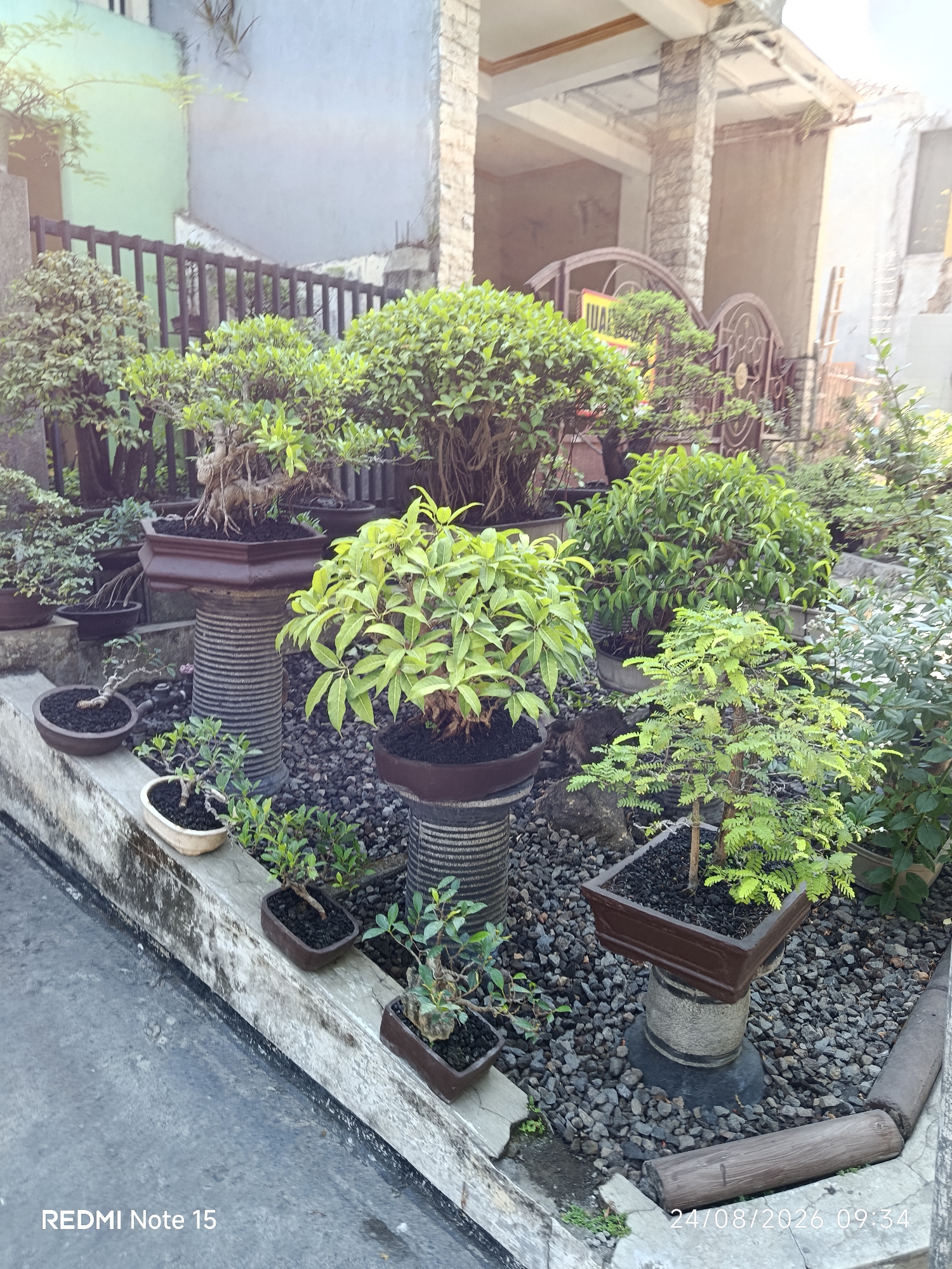 The image depicts an outdoor collection of bonsai trees arranged on a sloped concrete ledge and a gravel-covered area. The bonsai trees are of varying sizes and species, planted in numerous pots of different shapes and materials, including dark brown ceramic and lighter-colored oval pots. Some of the bonsai are displayed on decorative pedestals, one of which is a tall, ribbed cylindrical structure. The background shows a building with a light blue facade and stone accents, a wooden fence, and a decorative metal gate. The ground surface in the foreground is a dark grey asphalt or concrete. A timestamp in the lower right corner indicates "24/08/2026 09:34," and in the lower left corner, "REDMI Note 15" is visible. The scene is lit by natural daylight, casting shadows. There are no people or animals visible in the image. The location is identified as Keboananom, Indonesia.