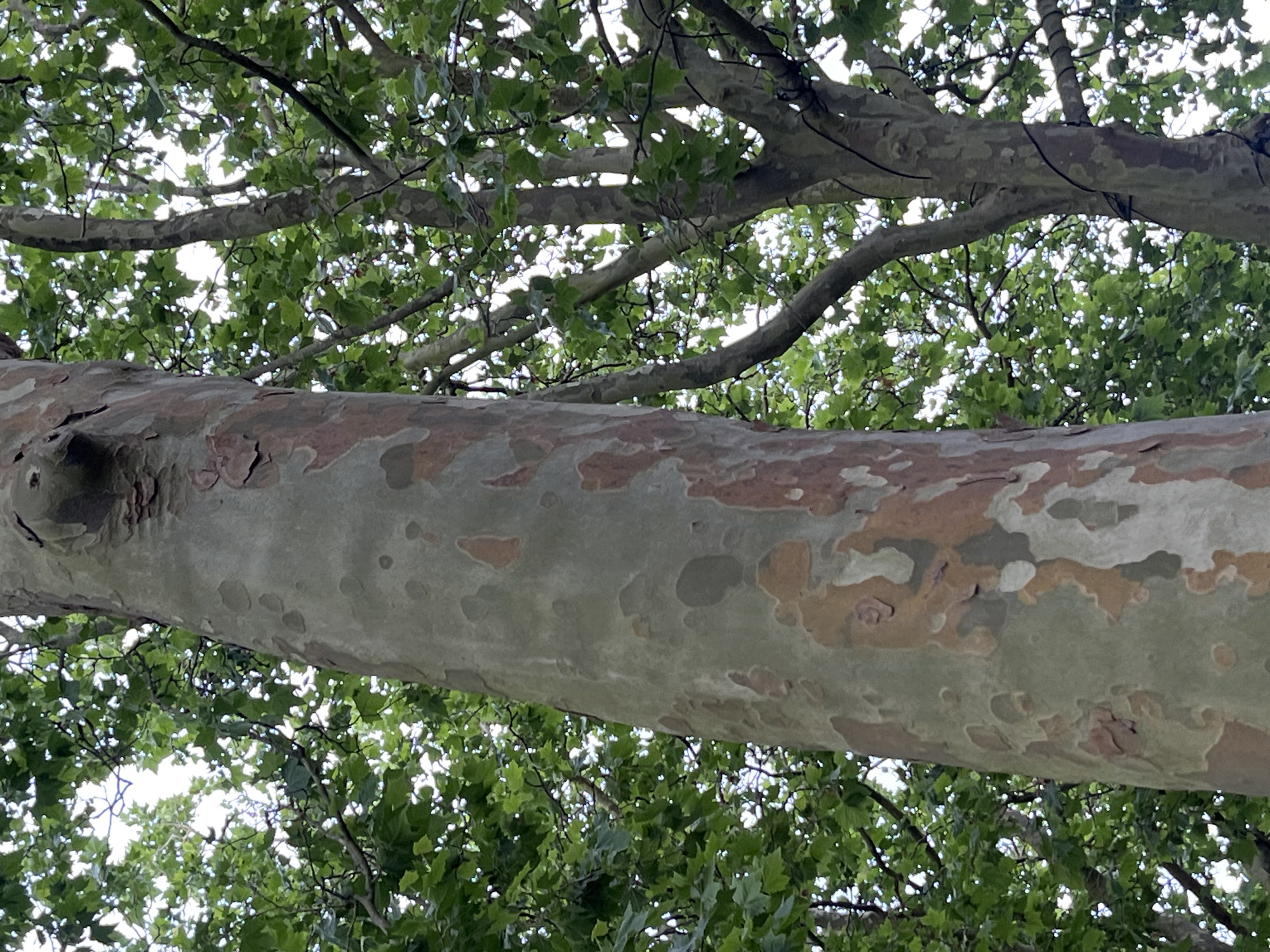 The media file is a low-angle shot looking up at the trunk and branches of a large tree, likely a sycamore or plane tree, due to its distinctive mottled bark. The trunk, prominent in the foreground, displays patches of light green, grey, and reddish-brown, characteristic of shedding bark. Above the main trunk, a network of branches crisscrosses against a bright sky, mostly obscured by lush green leaves. The leaves are broad and appear healthy, suggesting a temperate climate and possibly late spring or summer. Sunlight filters through the foliage, creating dappled light and highlighting the textures of the bark and leaves.
The scene is natural and serene, focusing on the intricate details of the tree's structure and its camouflage-like bark. There are no people or animals visible. The setting appears to be an outdoor environment, possibly a park or a garden in Kongens Lyngby, Denmark, given the location context. The bright sky suggests it is daytime, with clear or partly cloudy weather. The overall impression is one of natural beauty and the quiet grandeur of a mature tree. No text is visible in the image.