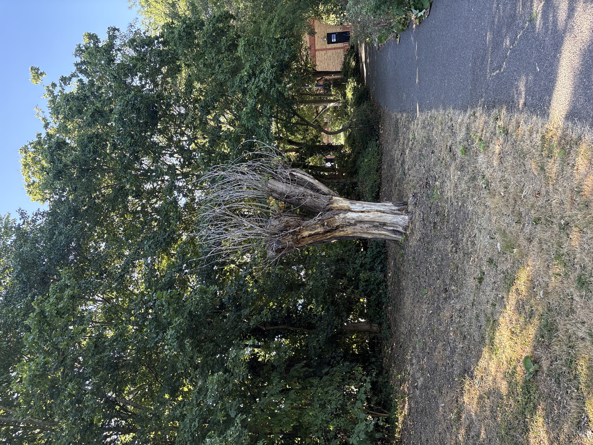 The image depicts a park path in Chelmsford, United Kingdom, on a sunny day. A paved path curves to the right, bordered by dry, patchy grass on the left and dense foliage on the right. In the foreground, a peculiar, bare tree with a thick, gnarled trunk and a crown of thin, upward-reaching branches stands prominently on the left side of the path. Behind the tree, a wall of mature green trees forms a backdrop. Further along the path, on the right, a red brick building with a dark door and a sign is visible, partially obscured by trees. The scene suggests a tranquil, natural setting within an urban environment.