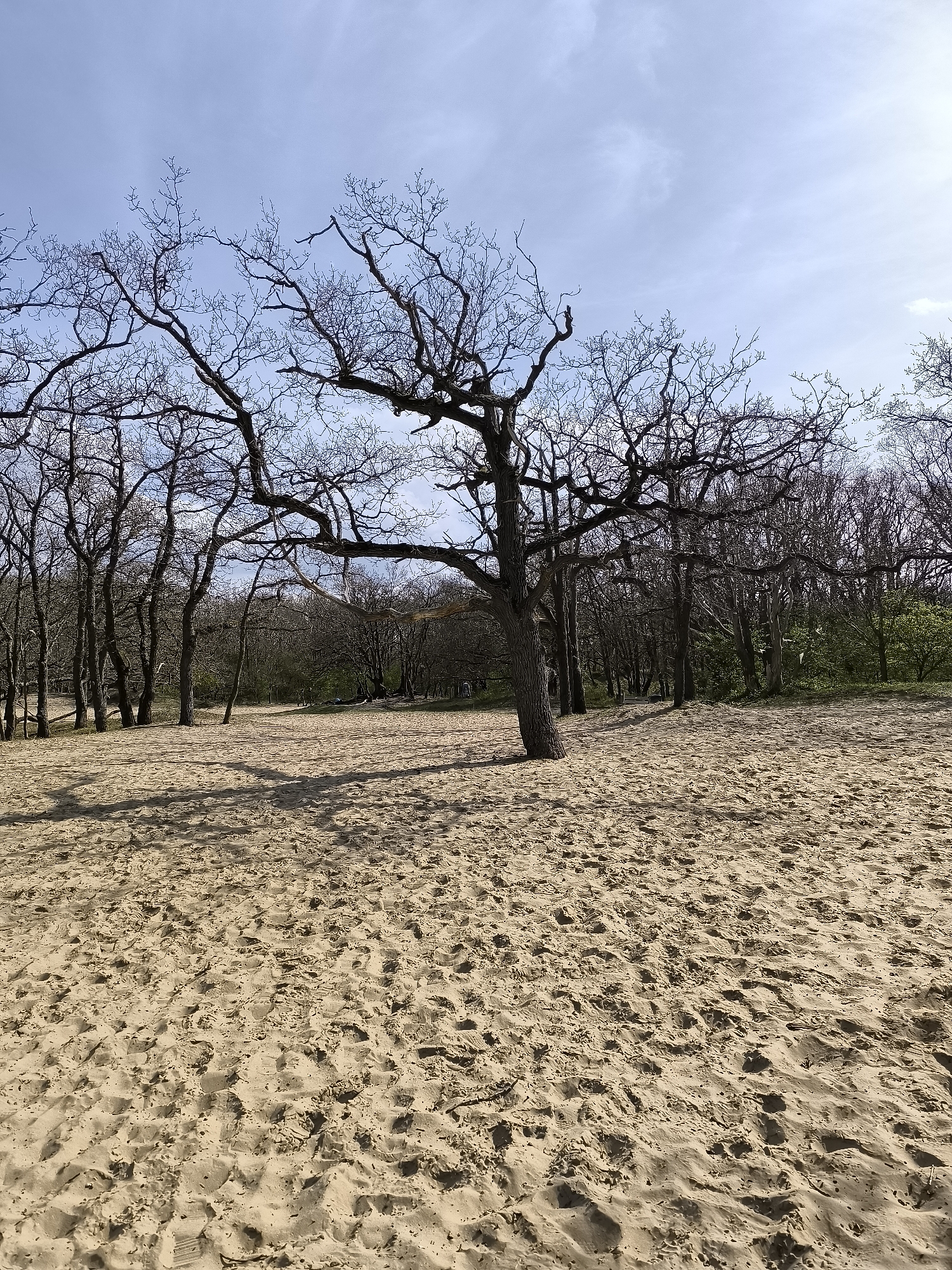 The image depicts a sandy landscape with trees, likely a beach or dune area in or near Overveen, Netherlands, given the prominence of such landscapes in the region. A central tree stands prominently in the foreground, its bare branches reaching toward a partly cloudy sky. Its shadow is cast on the sand. Several other trees, also largely bare of leaves, are visible in the background, forming a wooded area. The sand is textured with numerous footprints and other impressions. No people are visible in the frame.