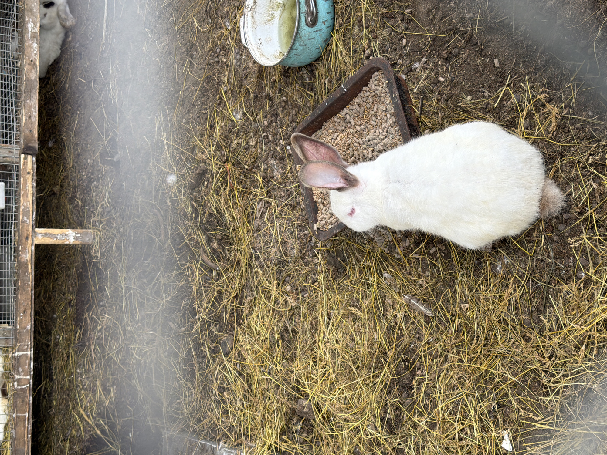 An outdoor rabbit enclosure in Yuzhno-Kurilsk, Russia, contains a white rabbit with pink ears and eyes eating from a metal food dish filled with pellets. A weathered blue metal bowl containing a greenish liquid sits nearby. The ground is covered with dry straw and soil. In the background, a wooden and wire rabbit hutch is partially visible. The image is taken through a fence, indicated by a blurred foreground.
