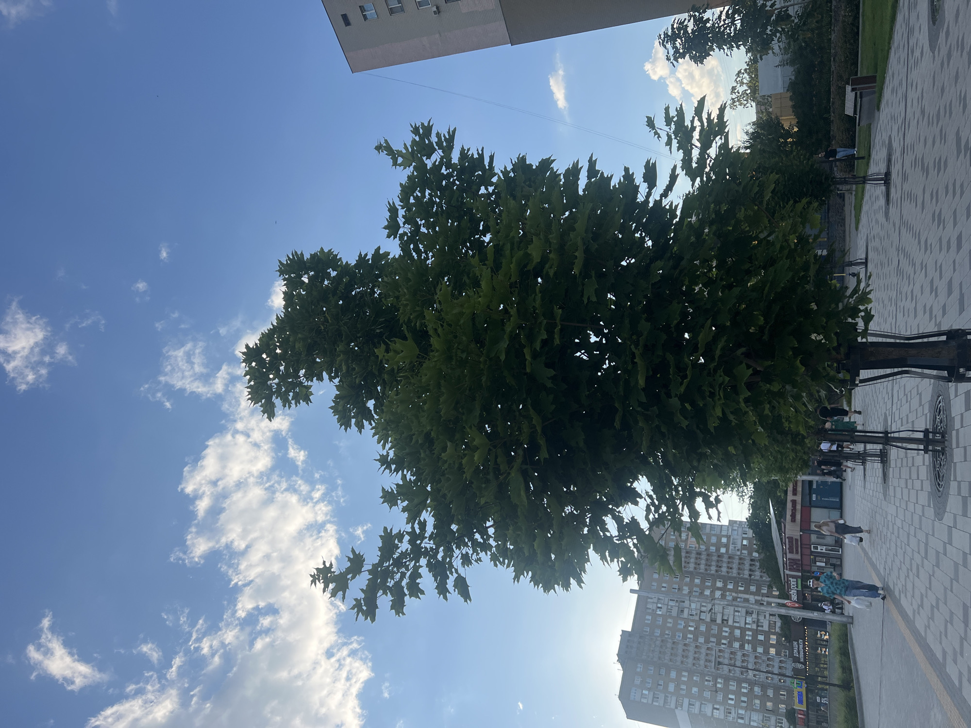 This image depicts an outdoor scene in a city, likely in Kyiv, Ukraine, given the Cyrillic signage on businesses. A large, leafy green tree dominates the foreground, its branches reaching towards a blue sky dotted with white clouds. The ground is paved with light-colored square tiles. To the left, a tall, multi-story residential building with numerous windows is visible, some of which appear weathered. In the mid-ground, several people are walking along the paved area, some carrying shopping bags. Businesses with storefronts and signage, including "Sushi Point," are situated behind the tree. To the right, part of a modern, lighter-colored building with windows is visible, and further back, trees and grass can be seen. The overall lighting suggests it is daytime, possibly late afternoon or early evening, with a slight haze or atmospheric effect.