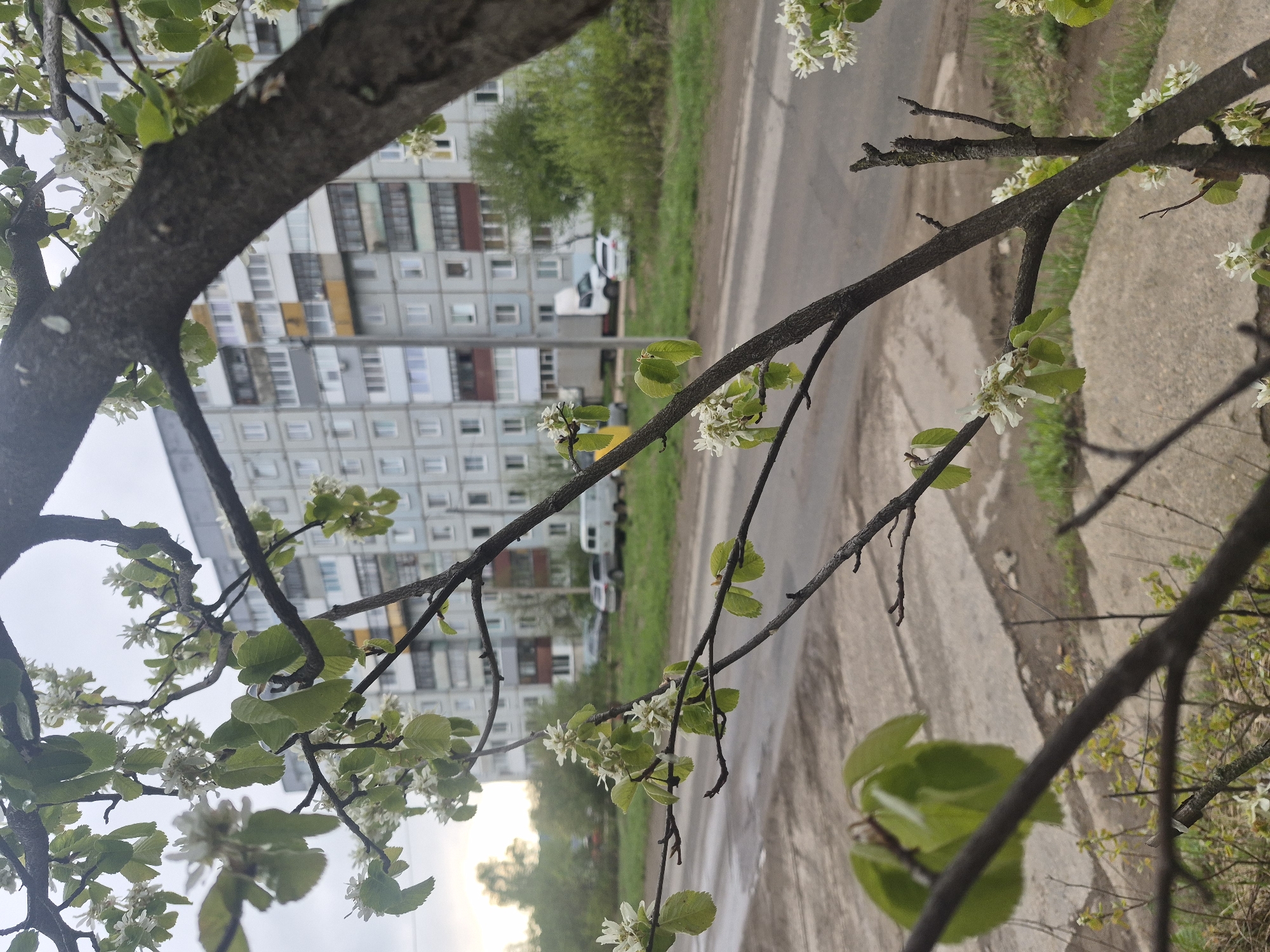 The image shows a view through the branches of a tree with white flowers and green leaves. In the background is a multi-story apartment building with a gray facade and numerous windows. A road runs between the tree and the building. Several cars, including a white van, are parked along the road. There is a green strip of grass or vegetation along the roadside. The weather appears overcast.