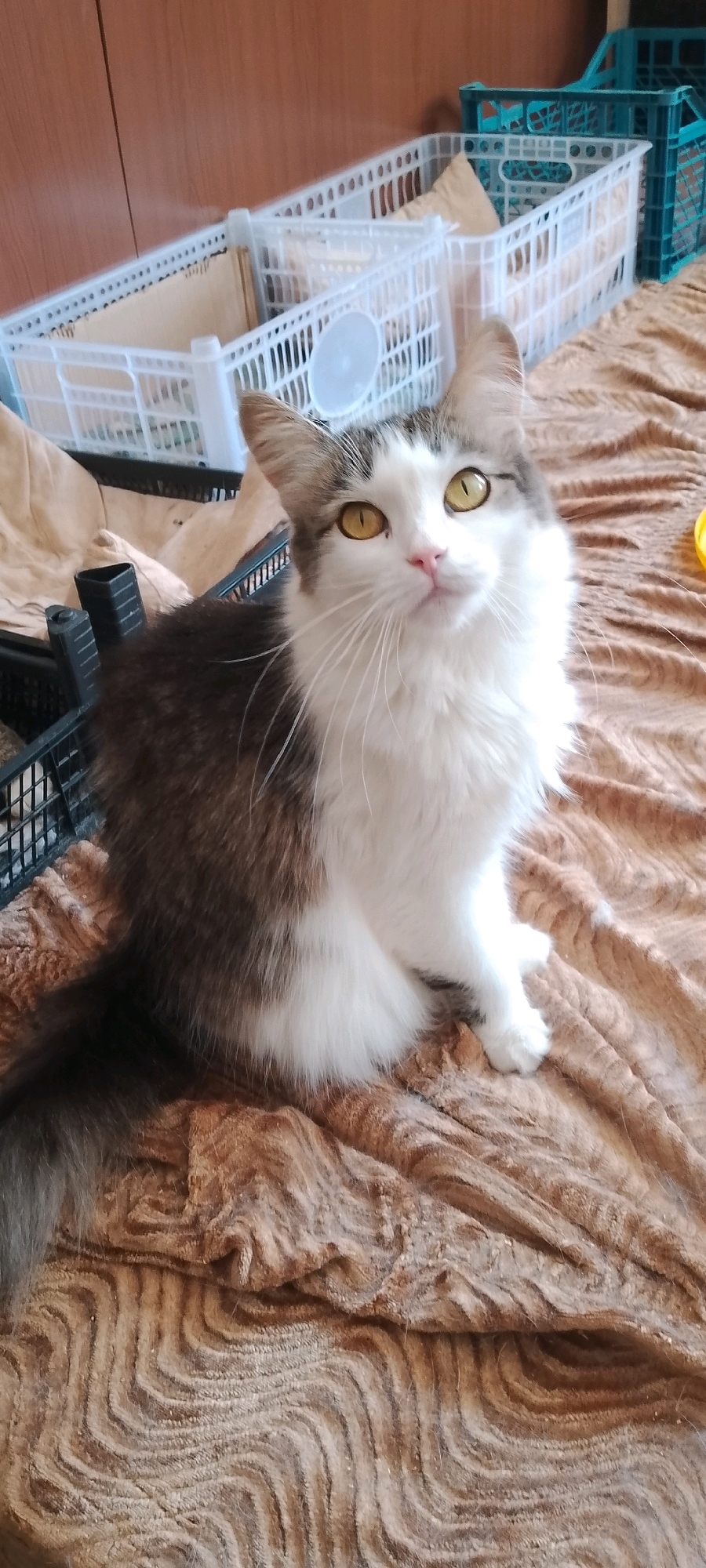 A medium-shot, eye-level photograph captures a long-haired, mixed-breed cat with white and gray fur, and striking yellow eyes. The cat is seated on a brown, textured blanket, facing the viewer with its head tilted slightly upwards. Its body is positioned to the left of the frame, while its head is turned towards the right. Behind the cat, a collection of white and blue plastic crates are visible. The background appears to be an indoor environment with wooden paneling on the left side and a wall with shelves or cabinets on the right. The lighting is diffused, suggesting an indoor setting. There are no people present in the image, and no identifiable landmarks indicate the specific location of Belgorod, Russia.