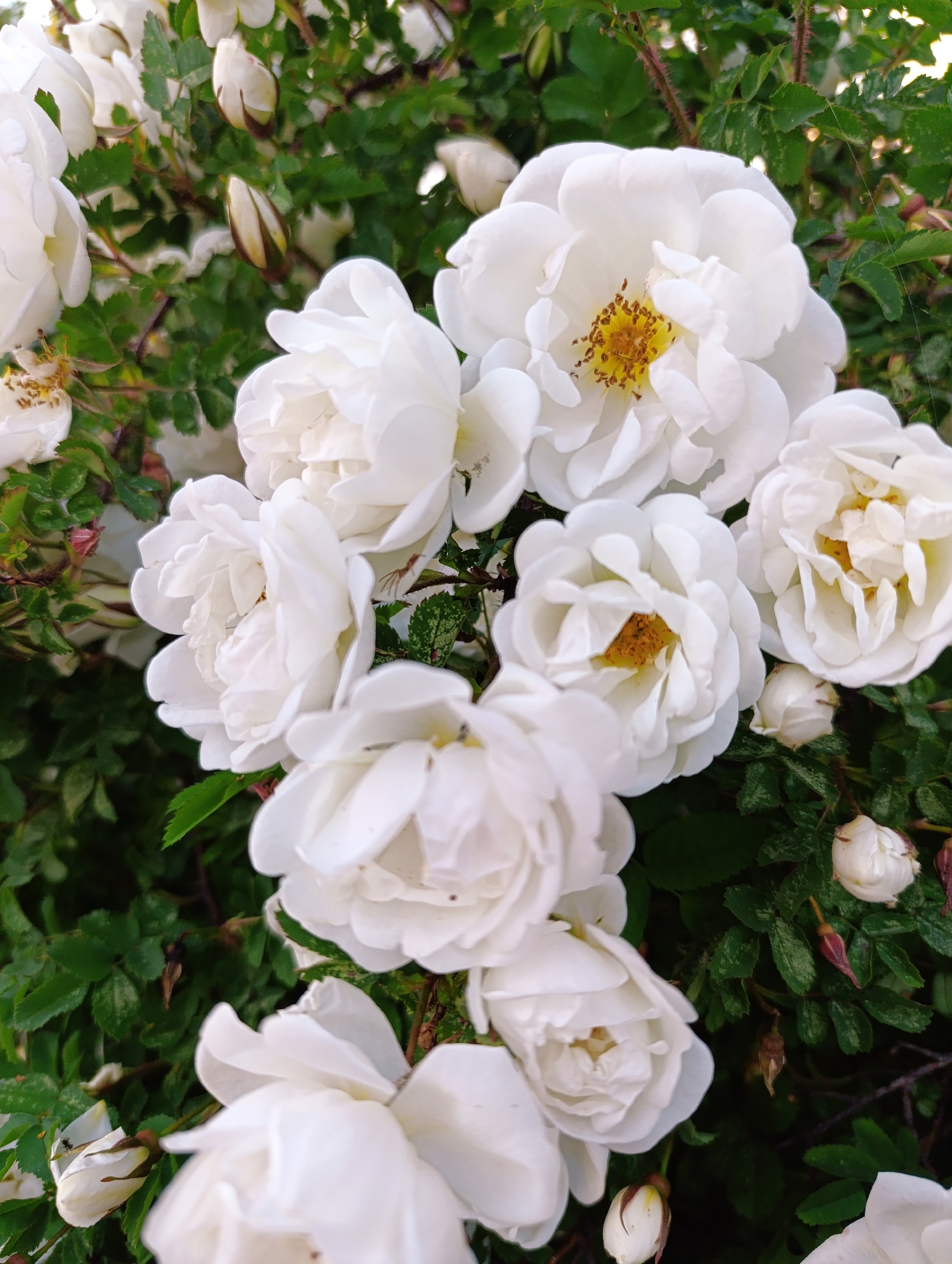 The image presents a close-up, vibrant view of multiple white roses, showcasing their beauty in various stages of bloom. Dominating the frame are clusters of pristine white flowers, ranging from tightly closed buds to partially unfurled blossoms, and fully open roses. Many of the open flowers distinctly reveal their bright yellow and orange-yellow stamens clustered at their centers, contrasting with the soft, layered white petals. The petals appear delicate and slightly ruffled, contributing to the flowers' full and organic texture.
Interspersed among the blossoms and forming the background is dense, lush green foliage. The leaves are small and ovate, typical of rose bushes, and some thorny stems are visible, hinting at the robust nature of the plant. The natural lighting suggests daytime, providing a soft illumination that enhances the purity of the white petals and the freshness of the green leaves. No human presence or specific activities are depicted; the focus is solely on the natural splendor of the blooming roses. The setting appears to be an outdoor garden or a natural growth area. There is no visible text within the media file.